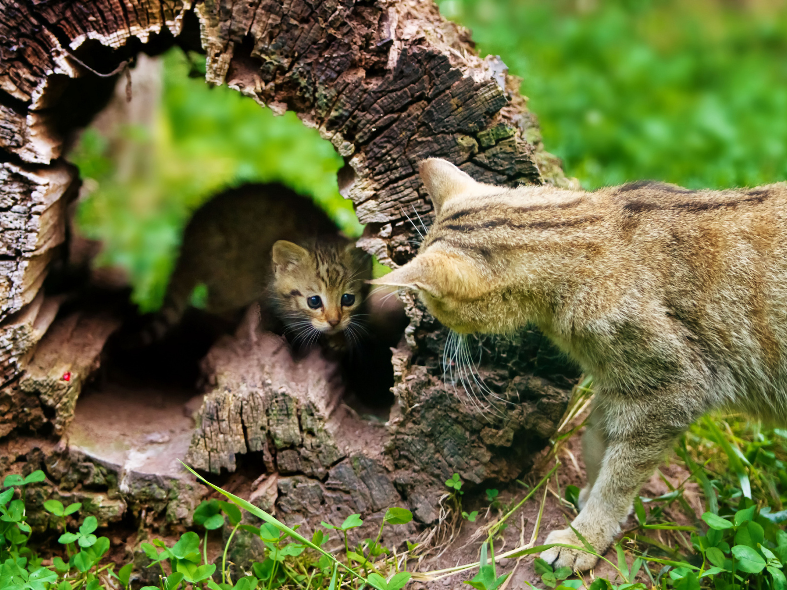 Котёнок и кошка, воспитание