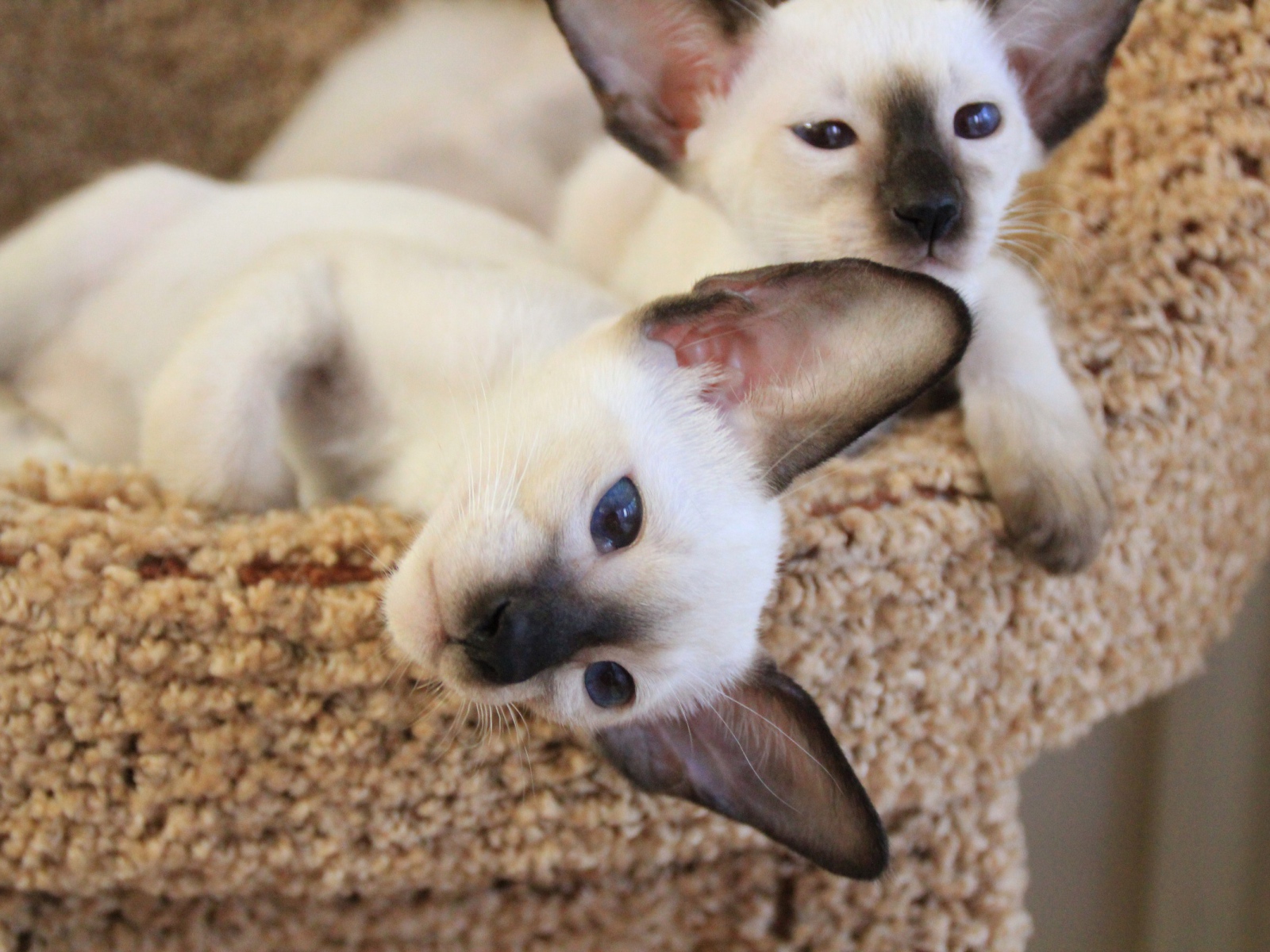 Маленькие сиамские коты отдыхают