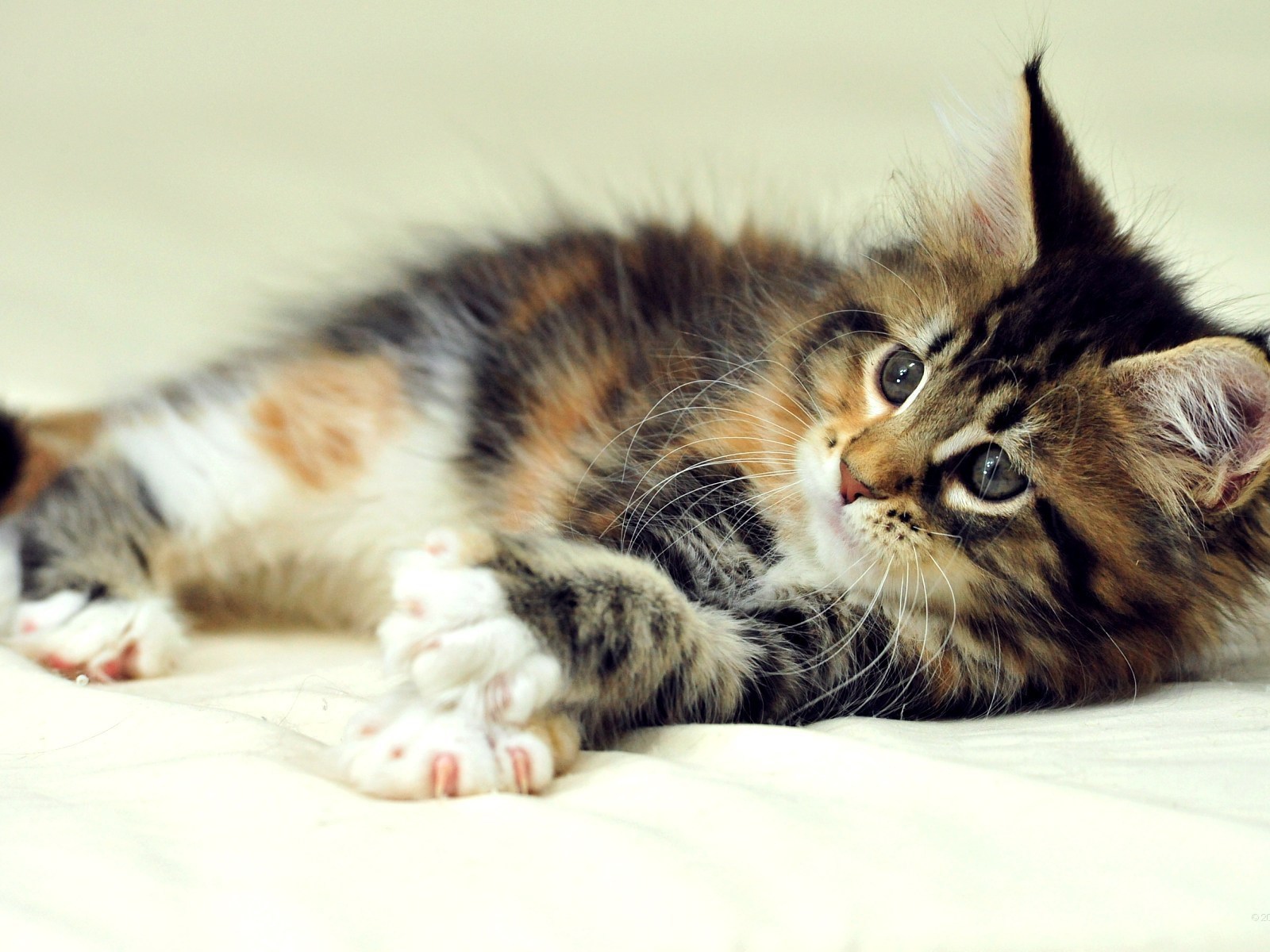 Маленький симпатичный кот мейн-кун