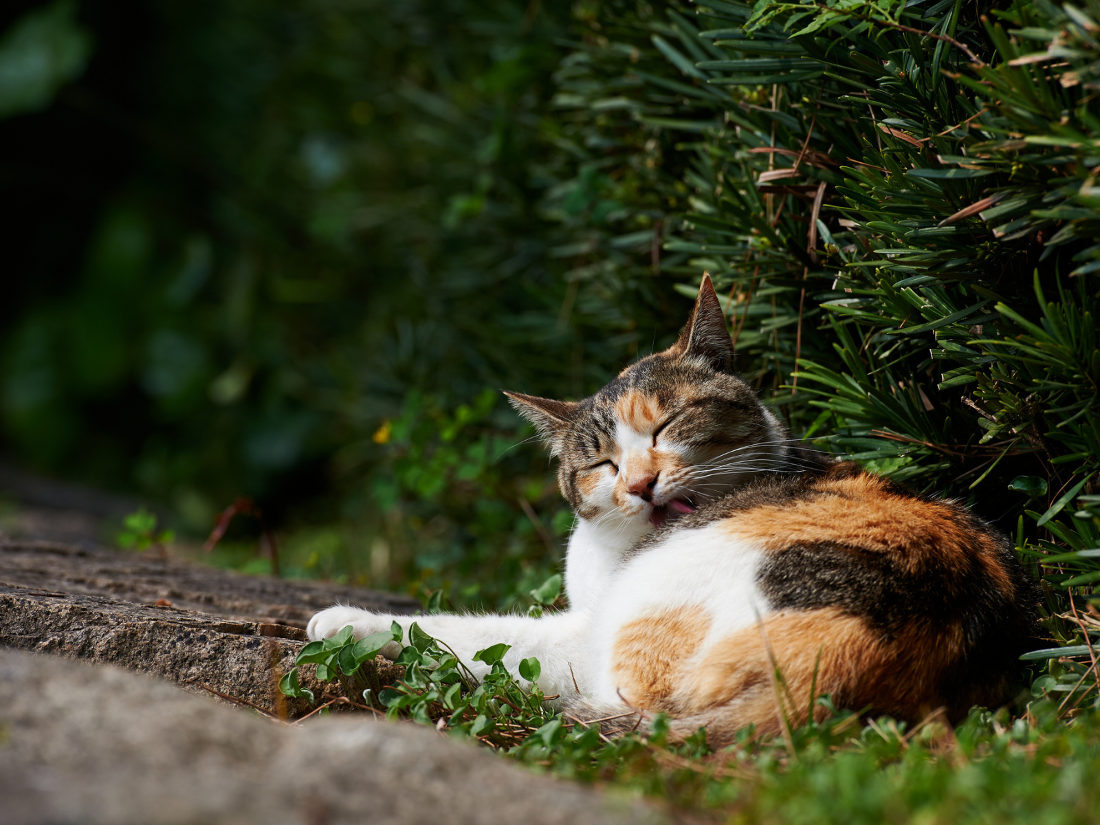 Разноцветный кот лижется в кустах