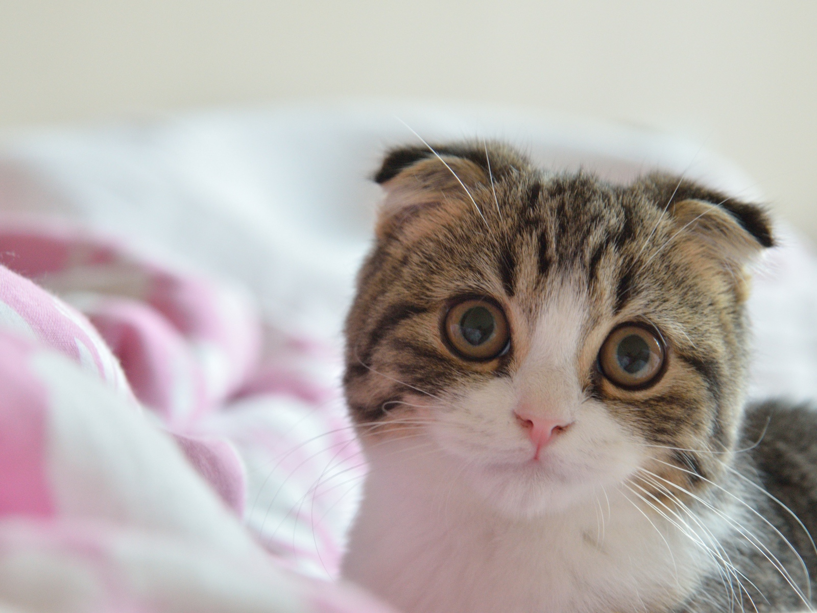 Шотландский вислоухий кот в постели