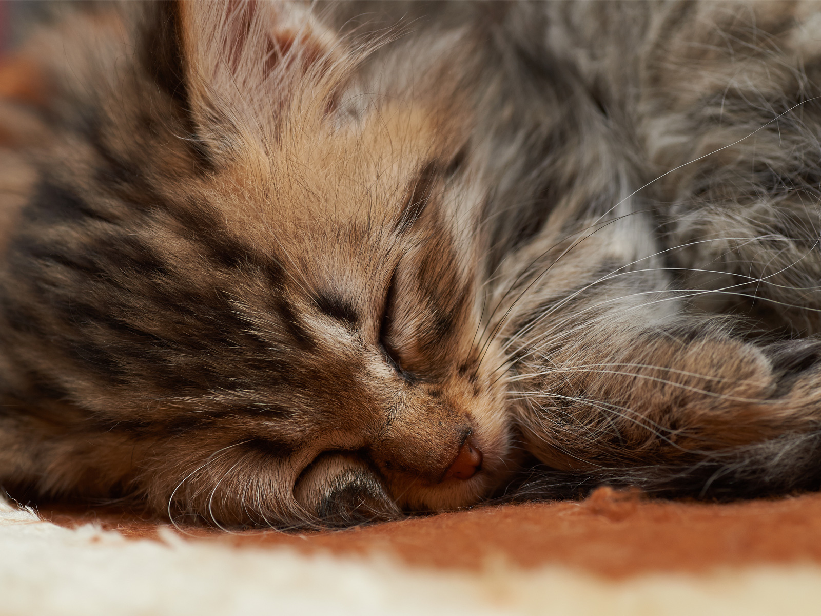 Спящий маленький котёнок