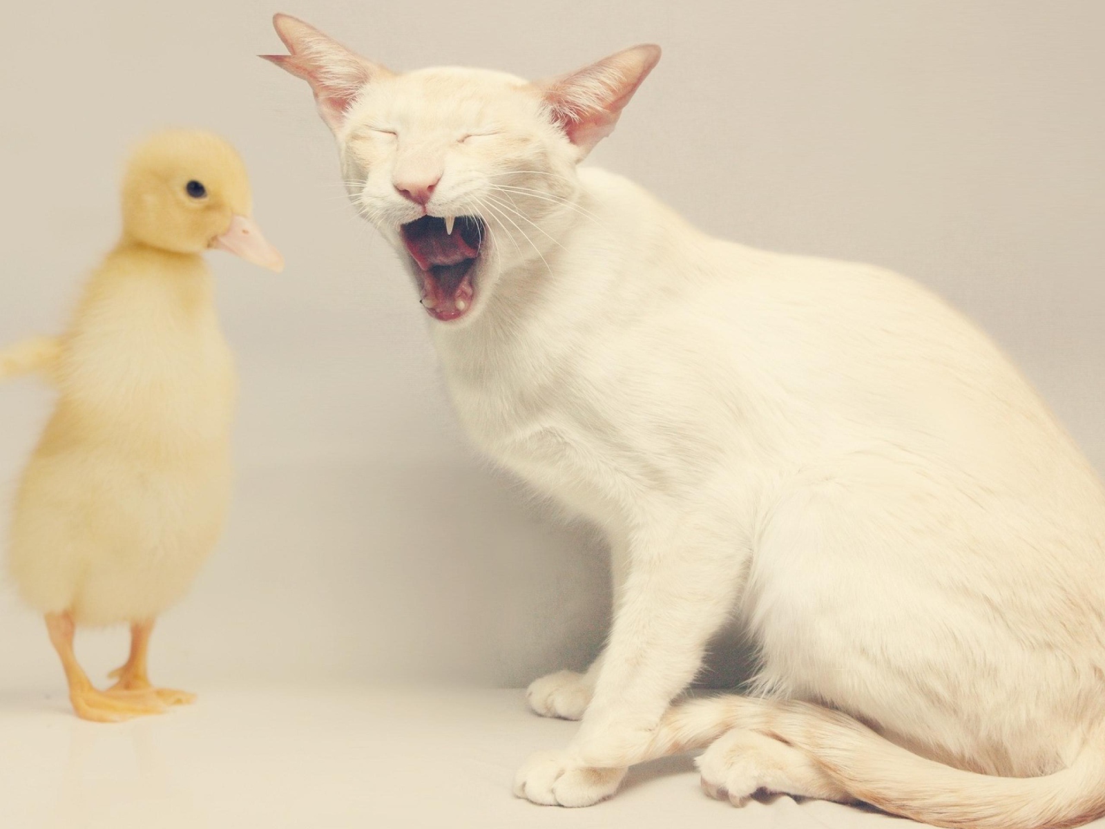 Белый кот и утёнок