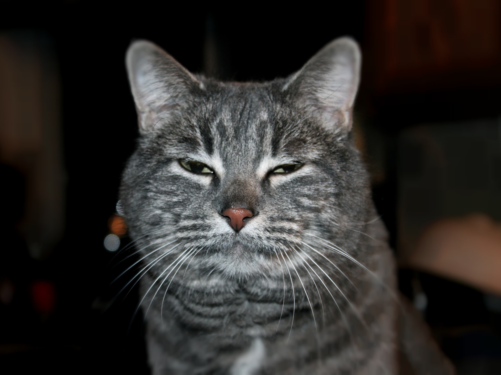 Сонный котик