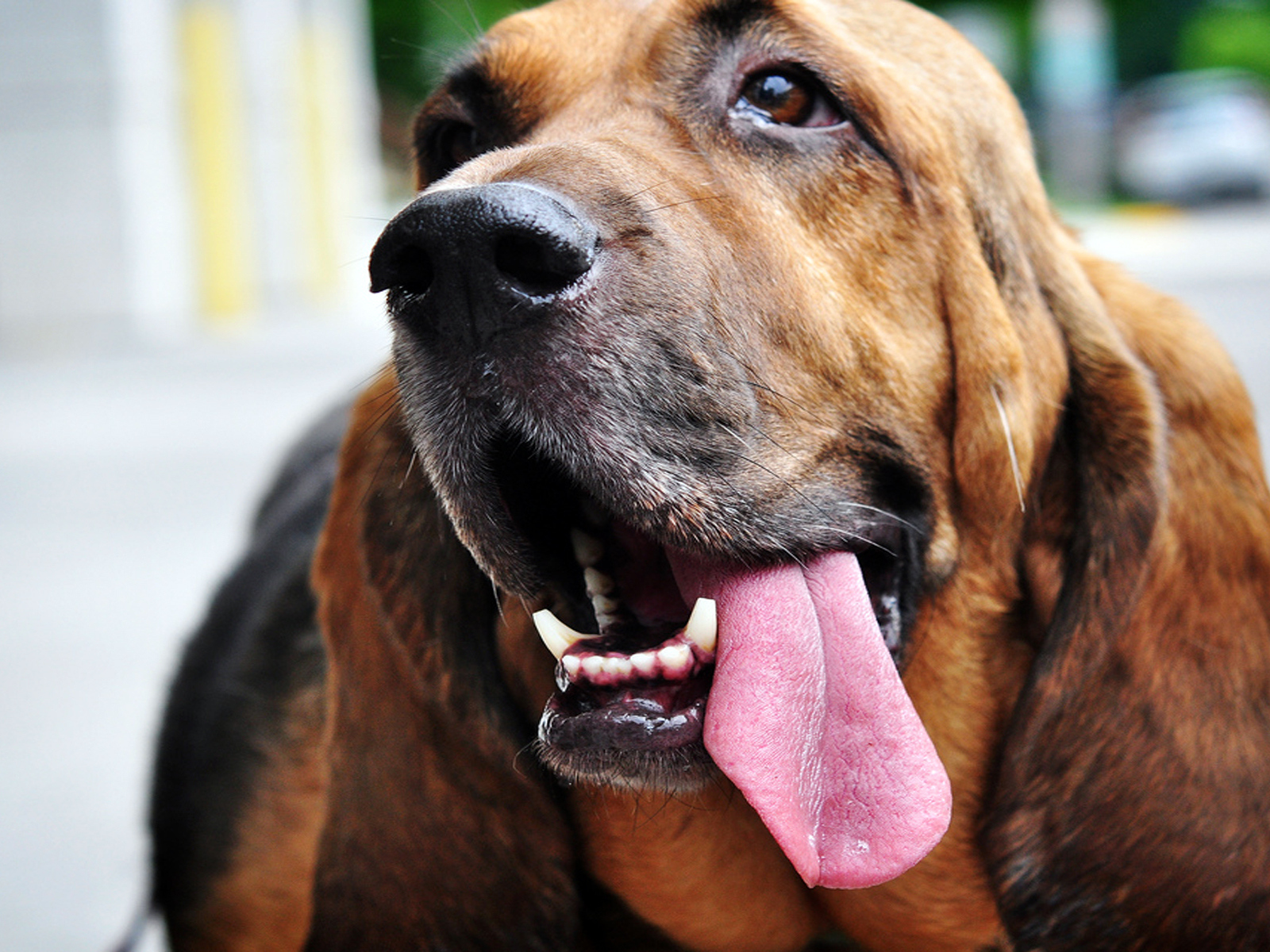 Бассет-хаунд показывает язык