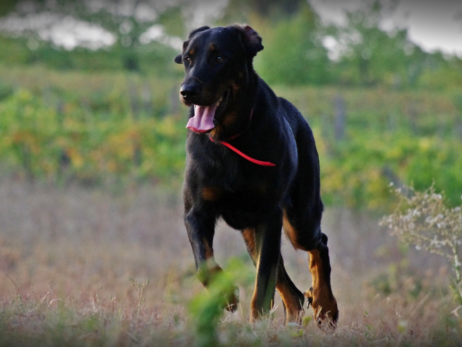 Взрослый босерон  идёт по полю