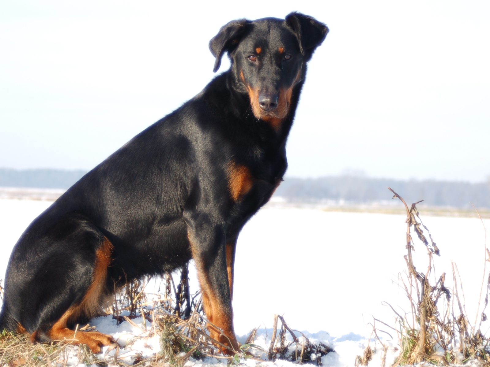 Взрослый красивый босерон сидит на снегу