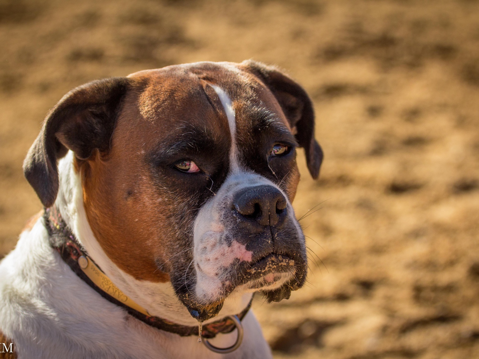 Взрослый боксёр с грустным взглядом