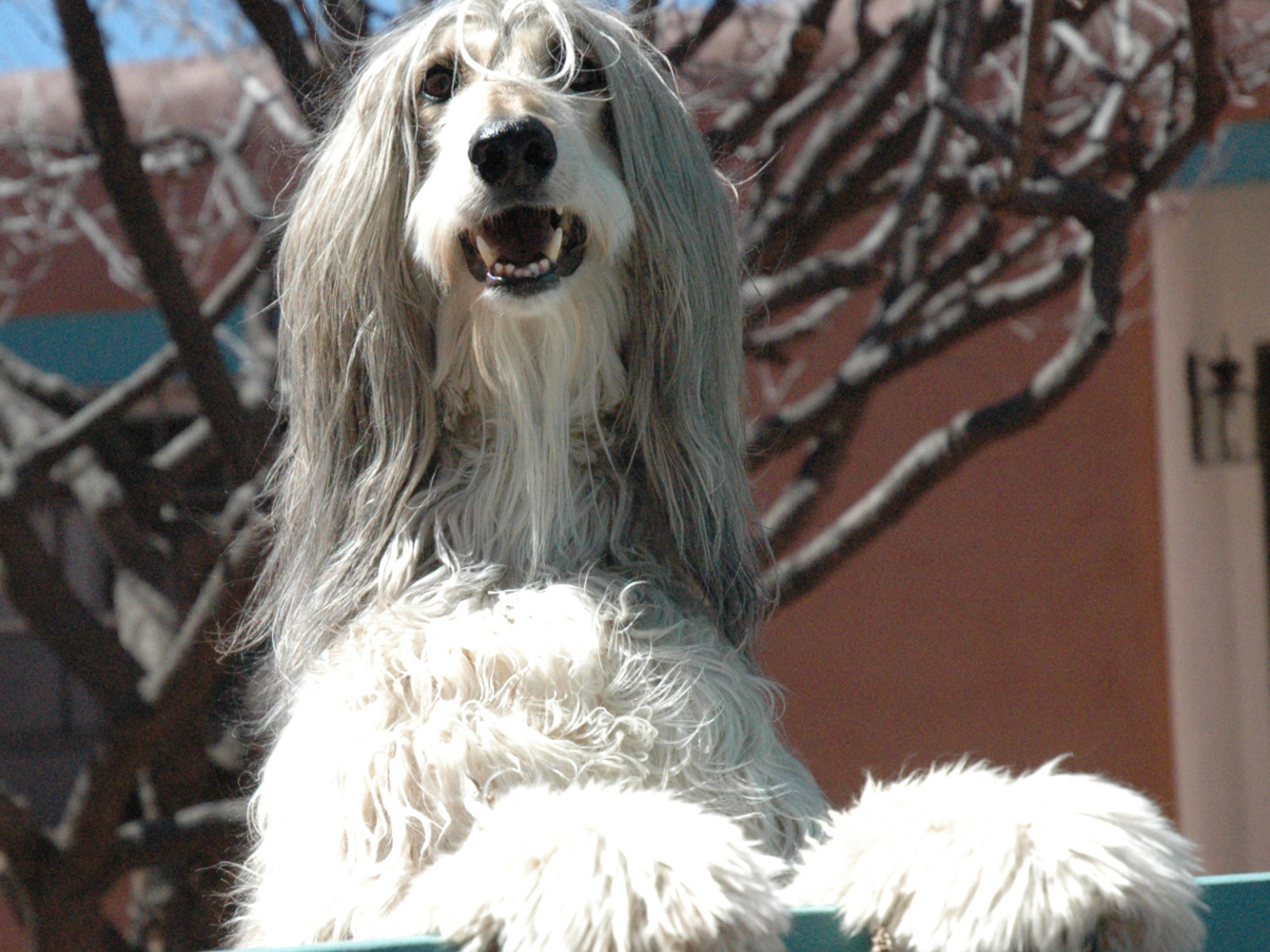 Афганская борзая охраняет территорию