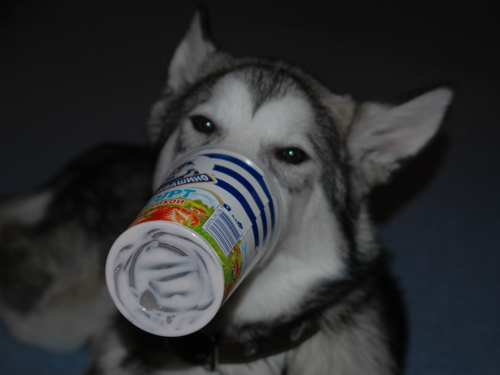 Аляскинский маламут ужинает