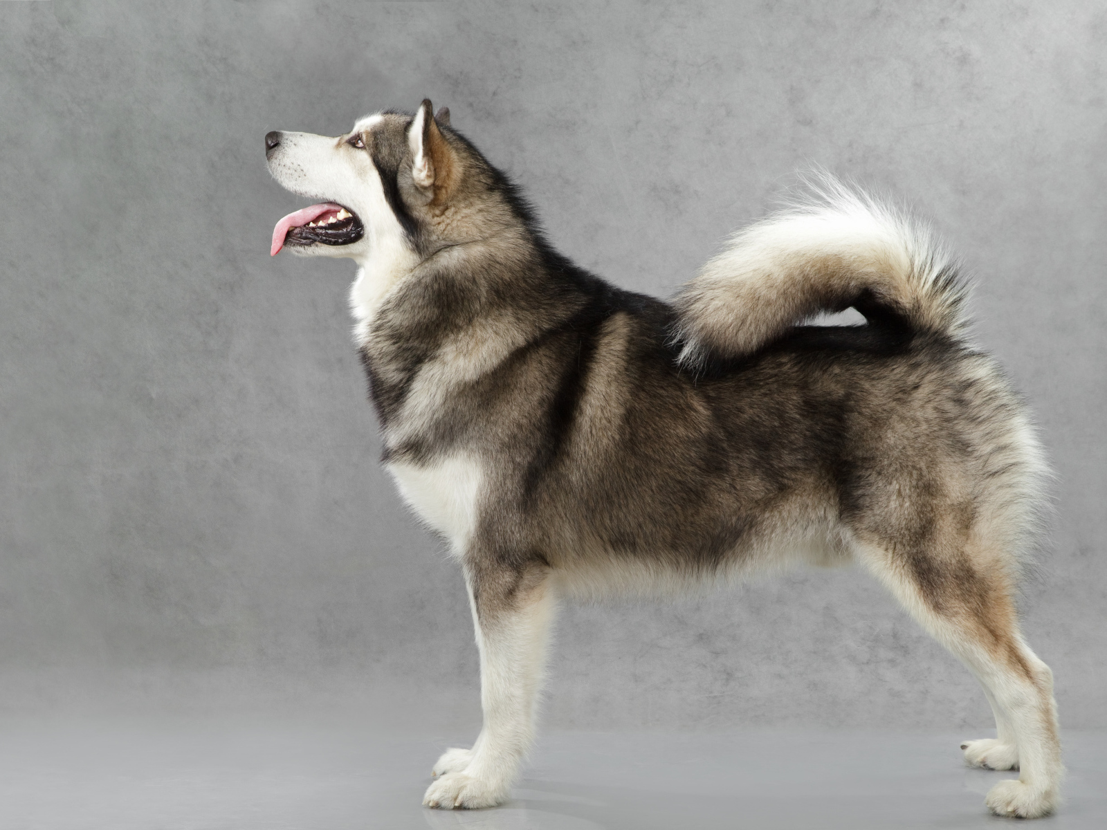 Аляскинский маламут позирует