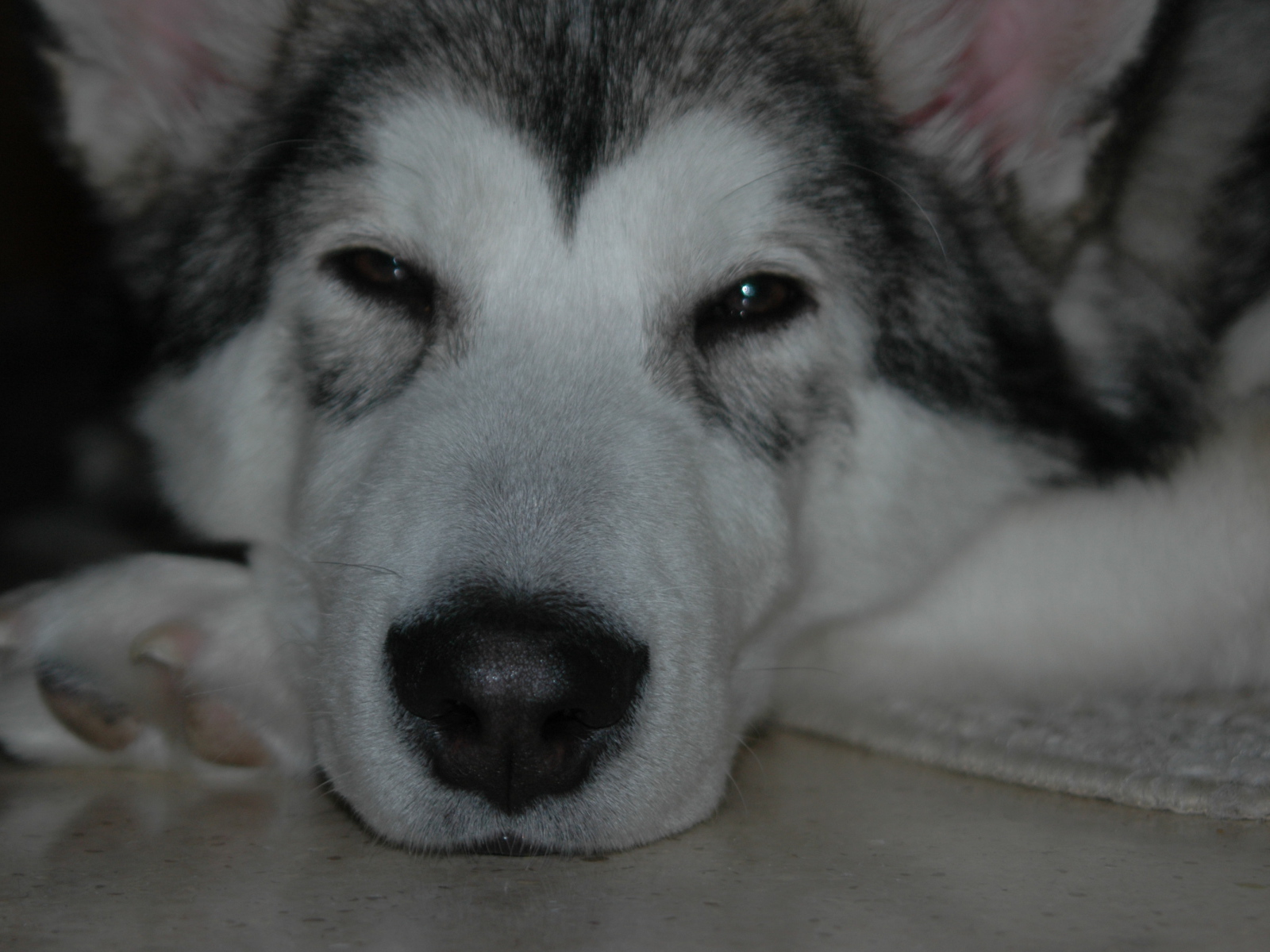 Аляскинский маламут хочет спать