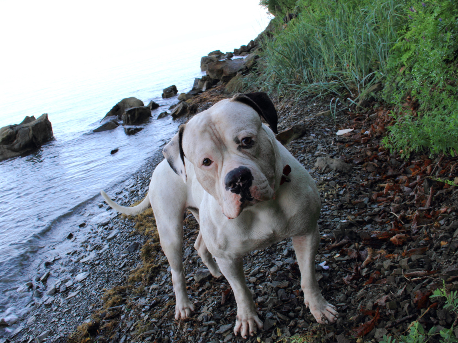 Американский бульдог на берегу