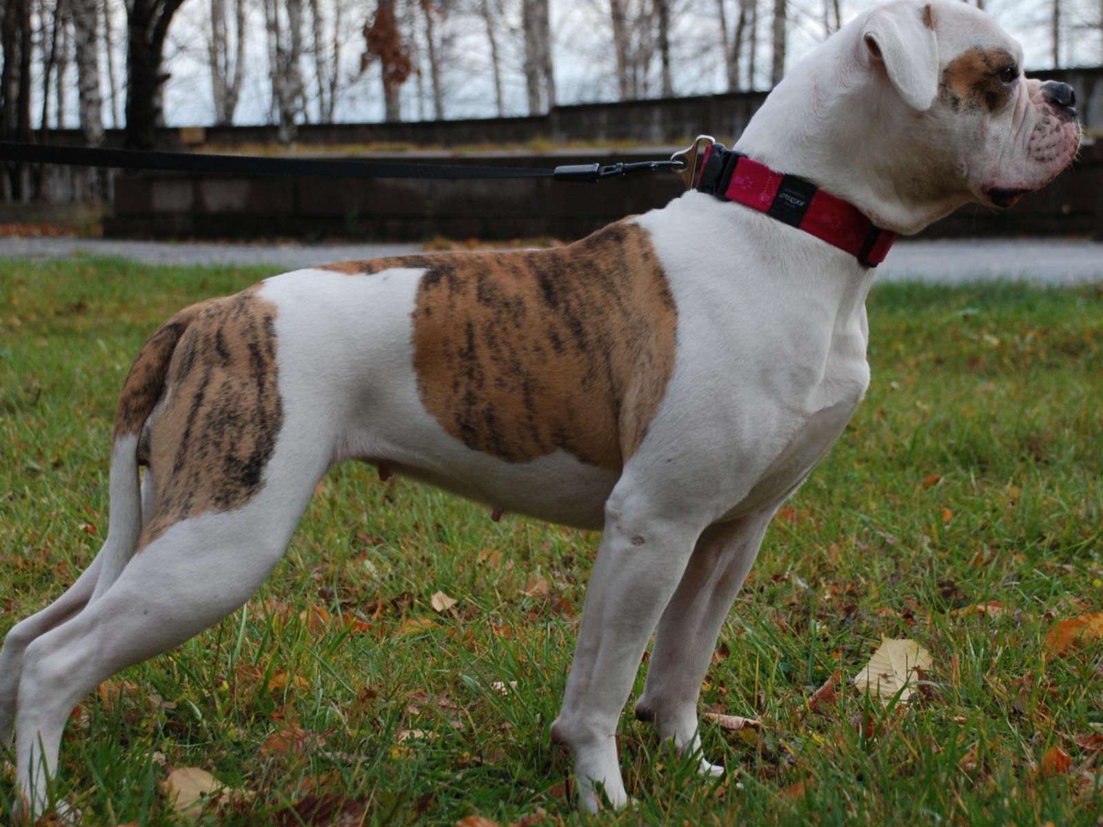 Американский бульдог кого-то увидел