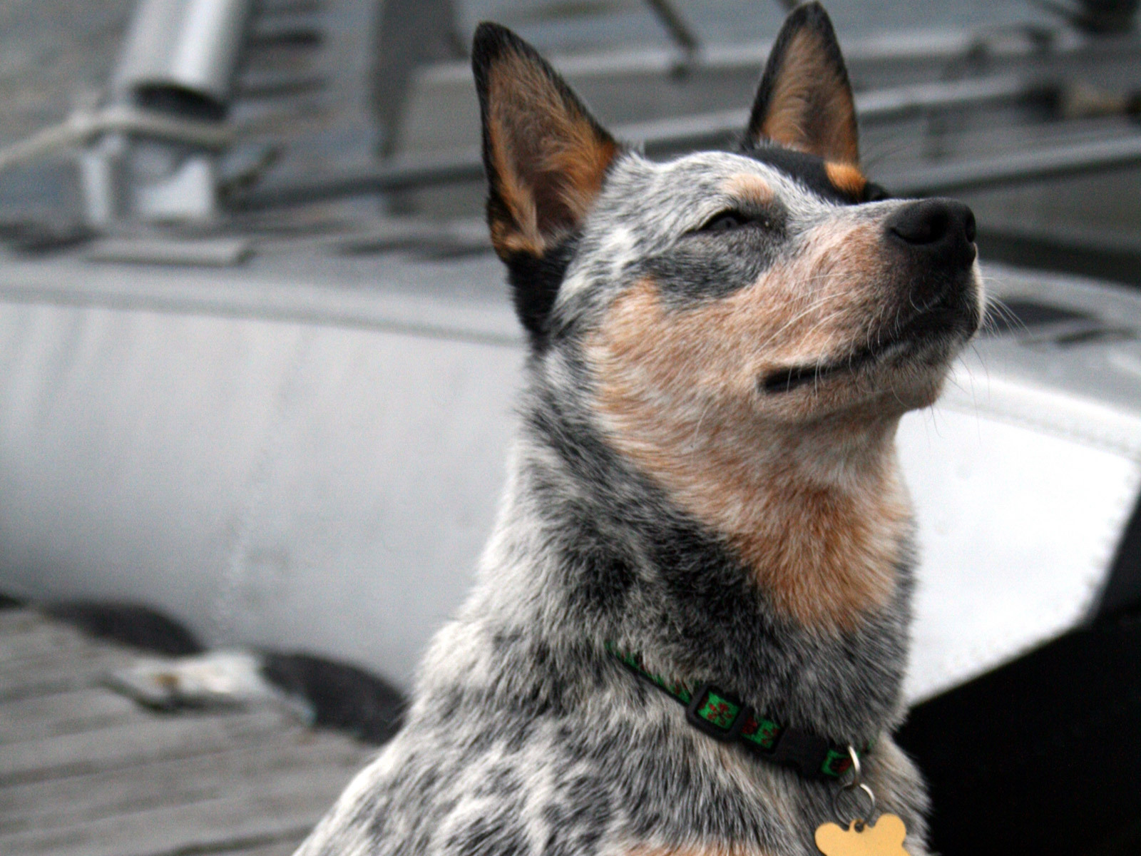 Австралийская пастушья собака щурится