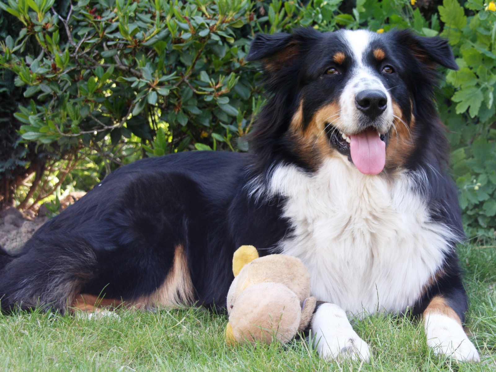 Австралийская овчарка с игрушкой