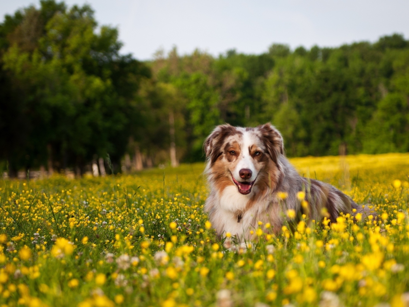 Австралийская овчарка в одуванчиках