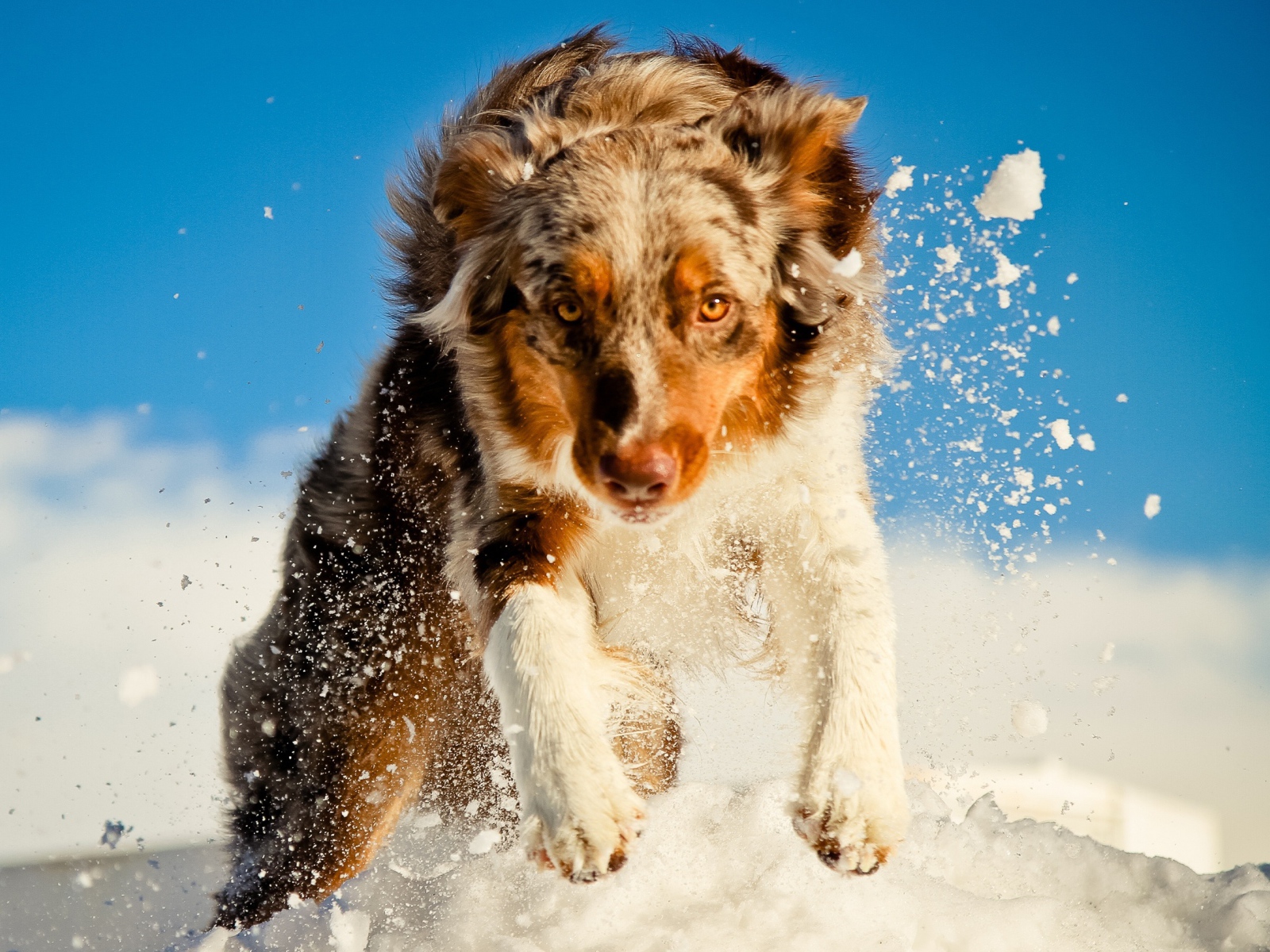 Австралийская овчарка в снегу