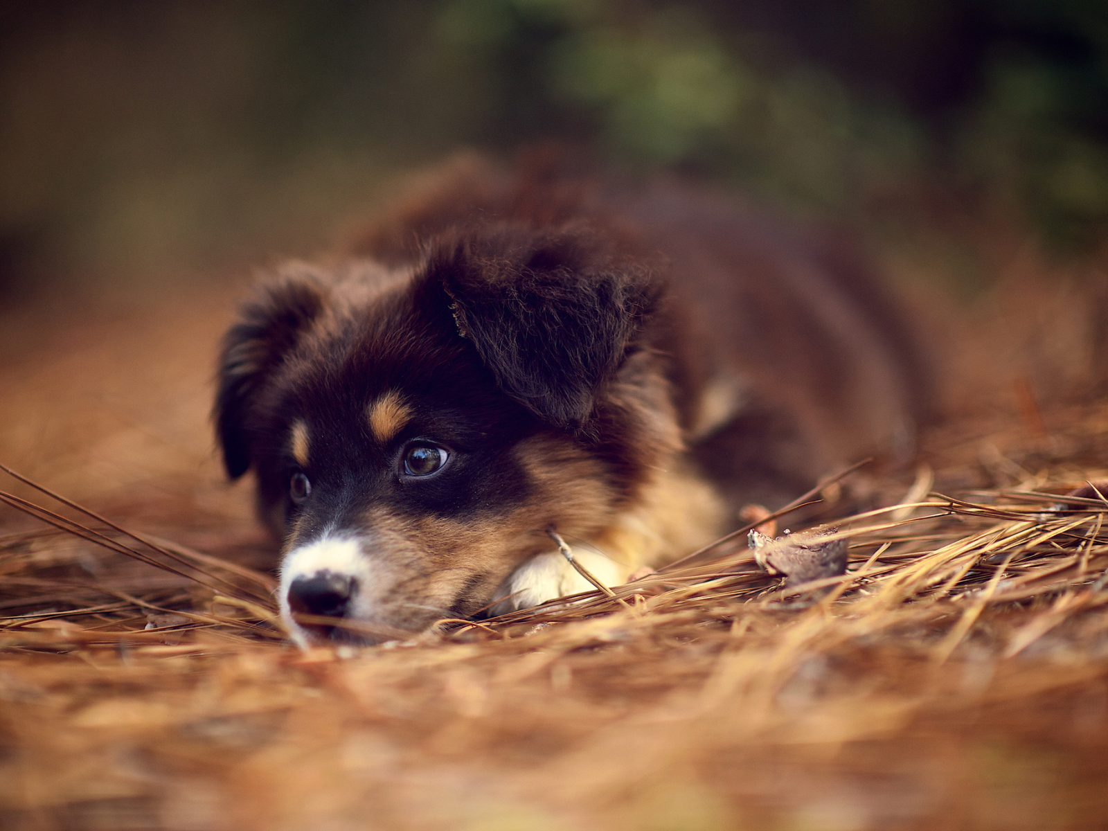 Щенок австралийской овчарки