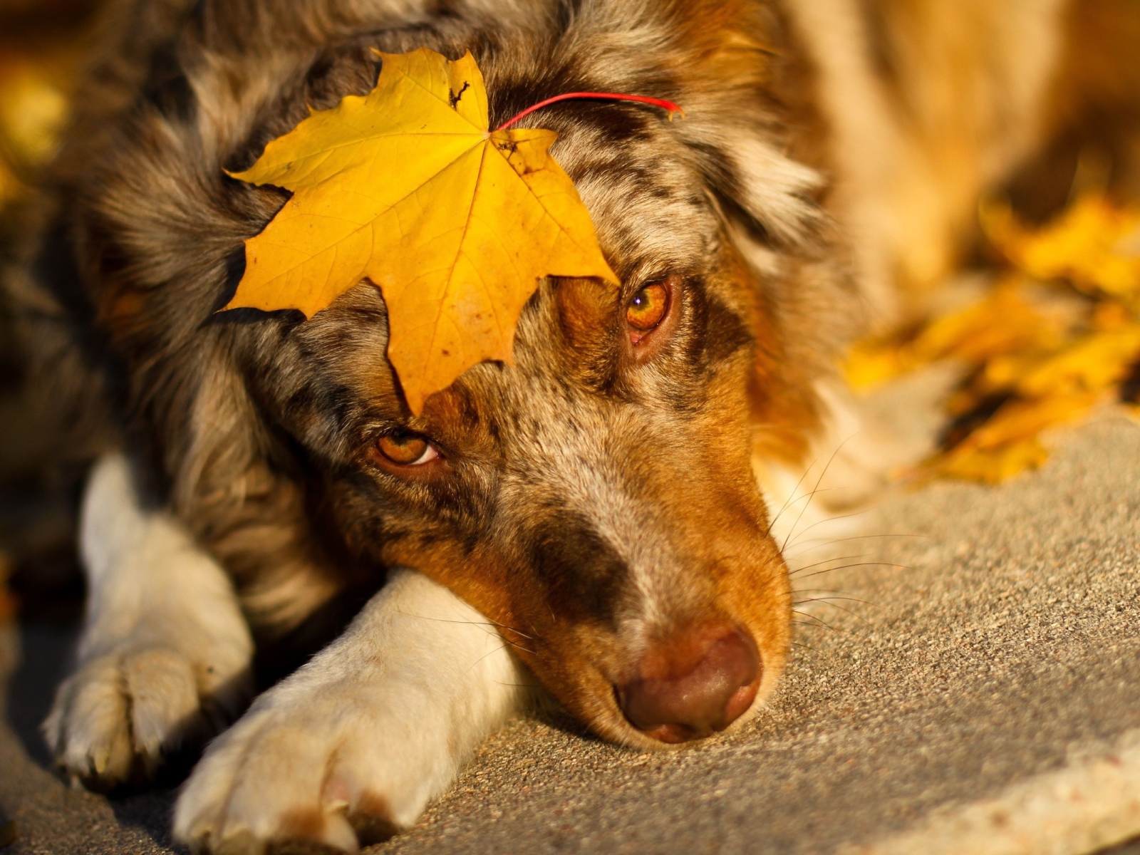 Австралийская овчарка с кленовым листом