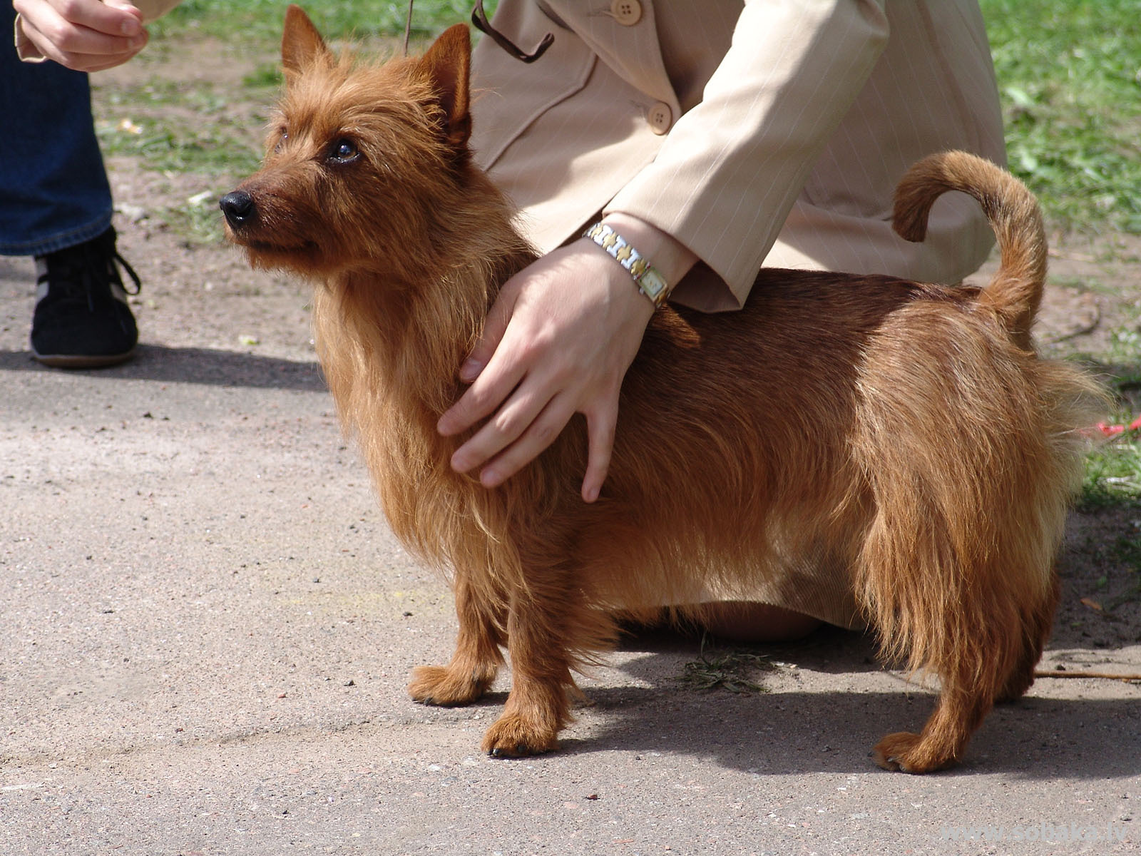 Австралийский терьер с хозяином