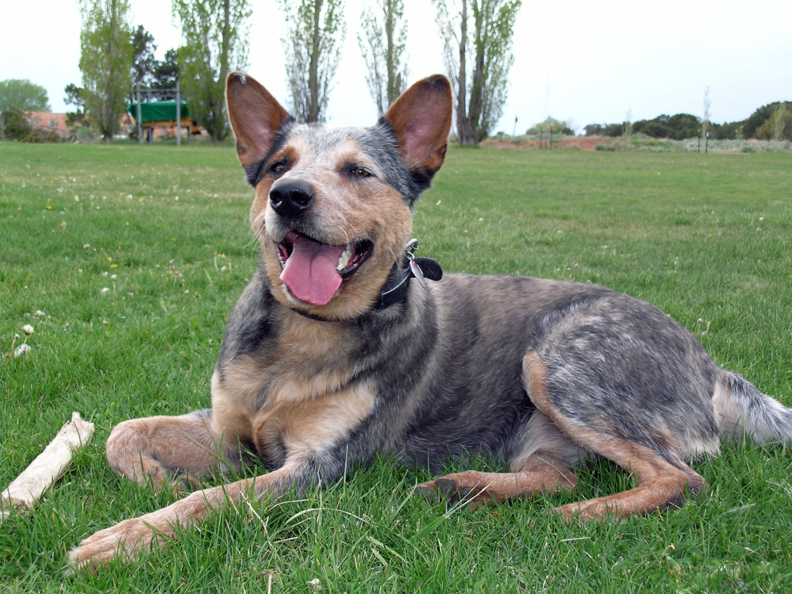 Австралийская пастушья собака устала