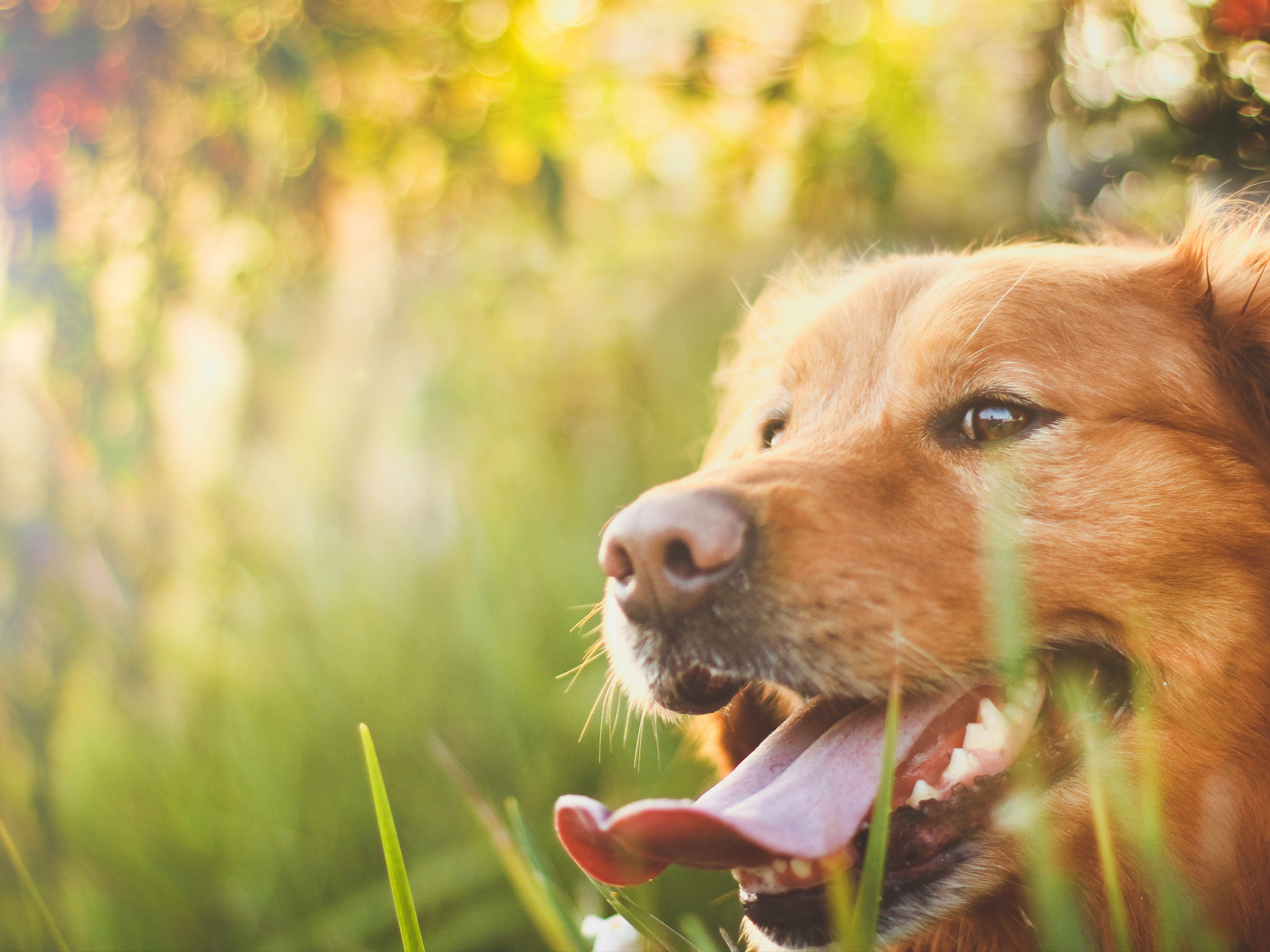 Awsome Golden terrier on the sun