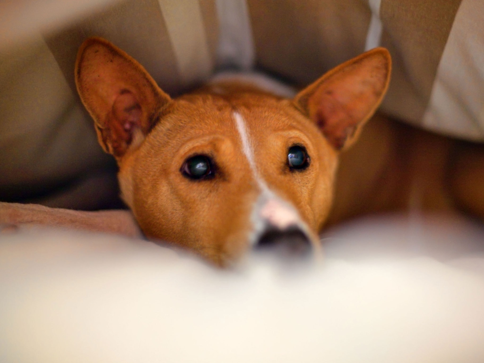 Basenji breed dog hid under a blanket