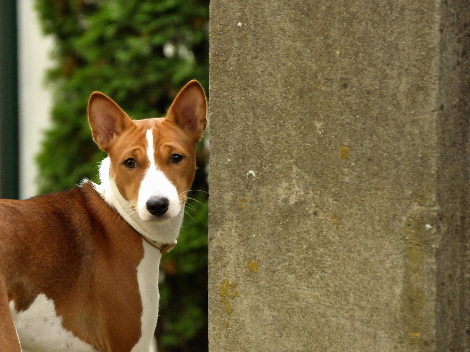 Собака породы басенджи возле бетонной стены