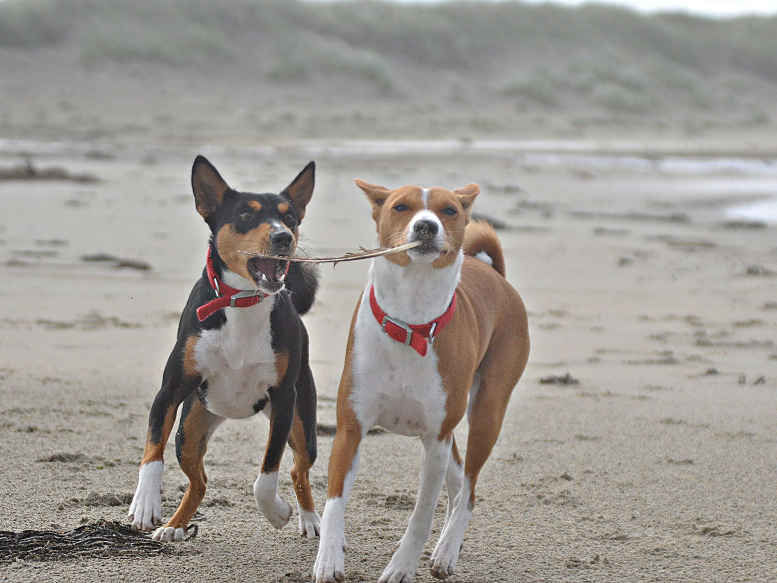 Собаки породы басенджи играют на песке