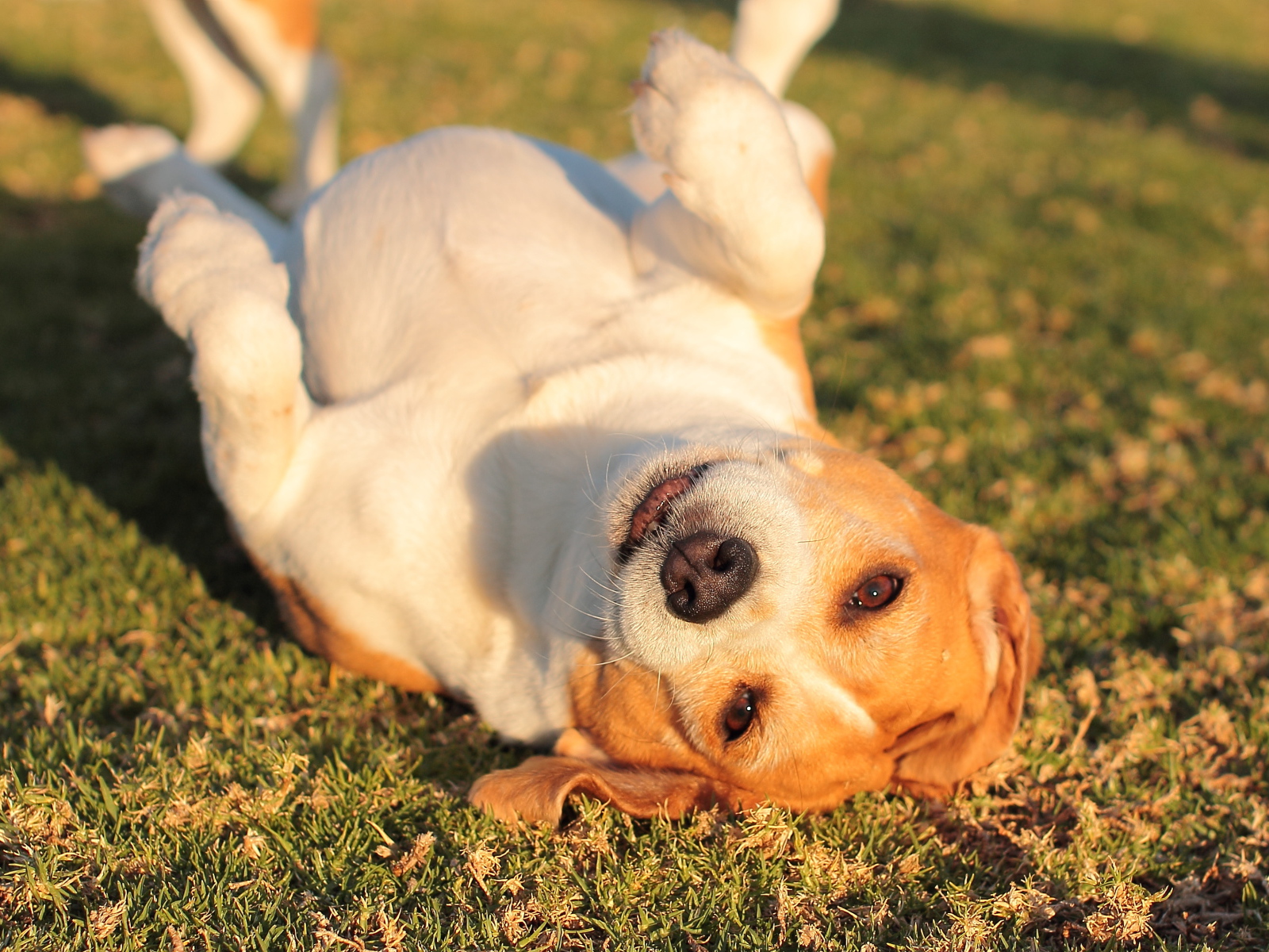 Собака породы бигль развалилась на траве