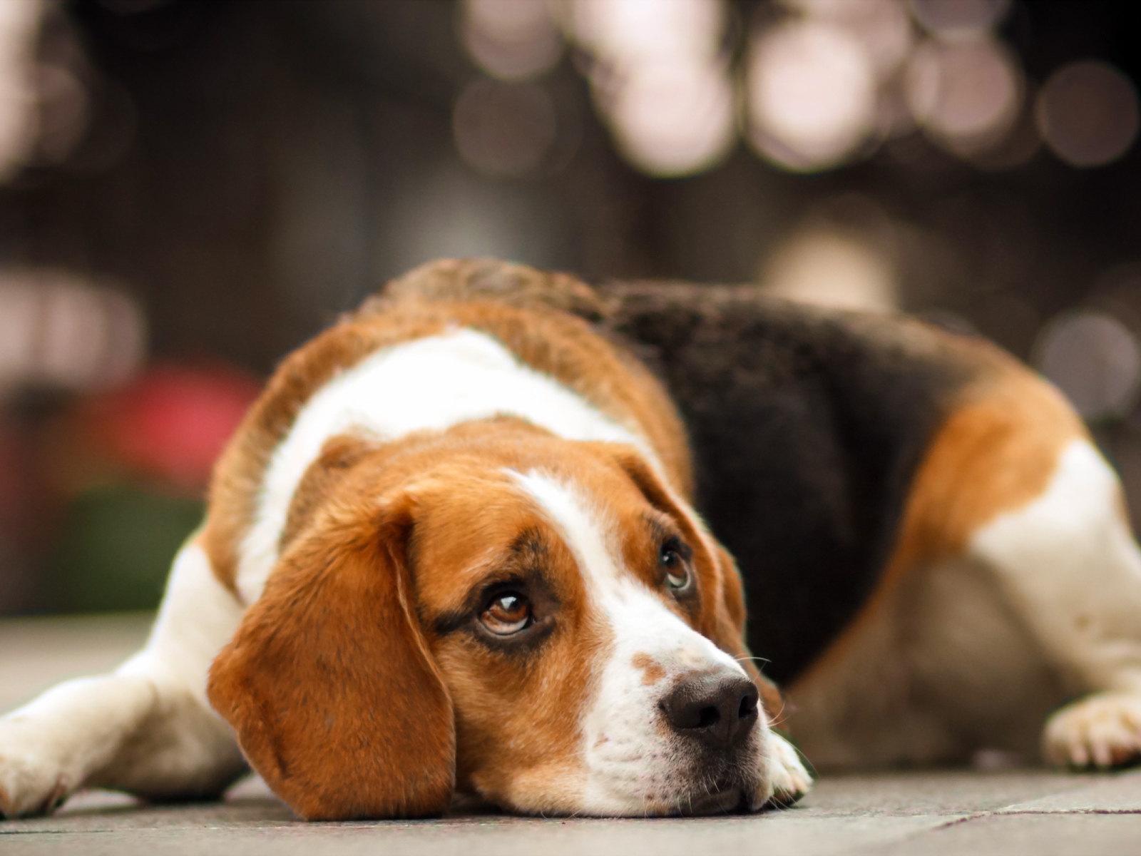 Собака породы бигль мечтает о чём-то