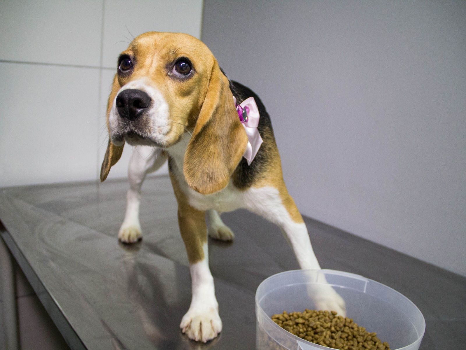 Собака породы бигль собирается поесть