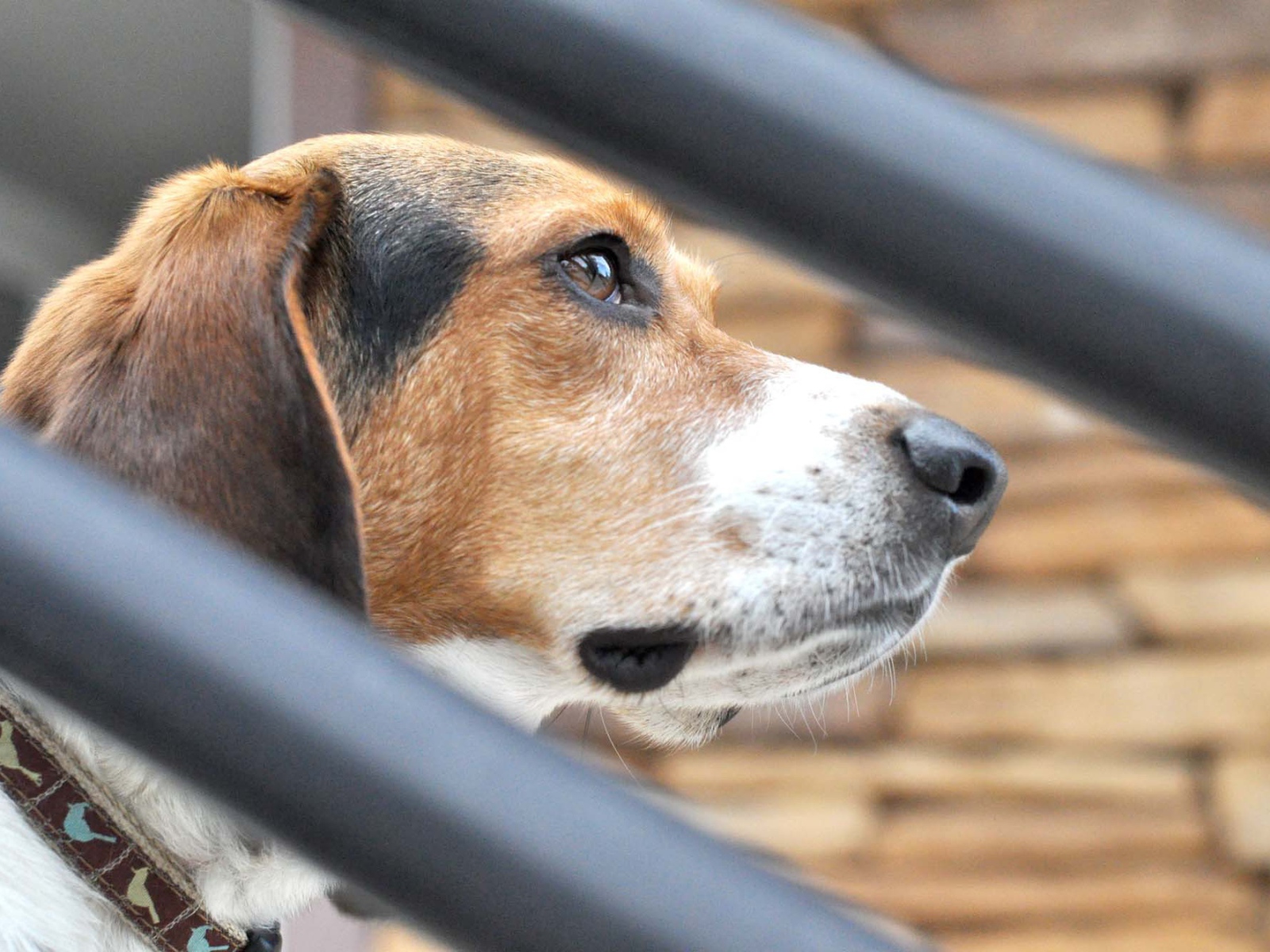 Собака породы бигль о чём-то задумалась