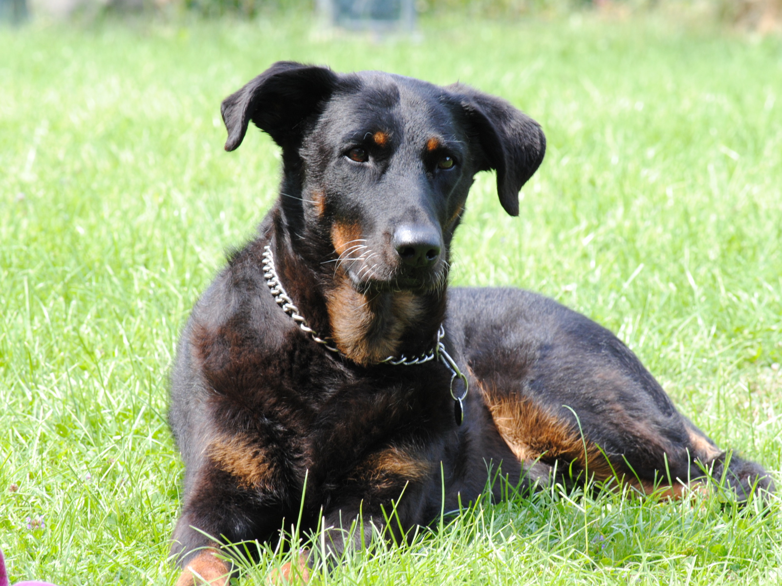 Красивый босерон лежит во дворе дома