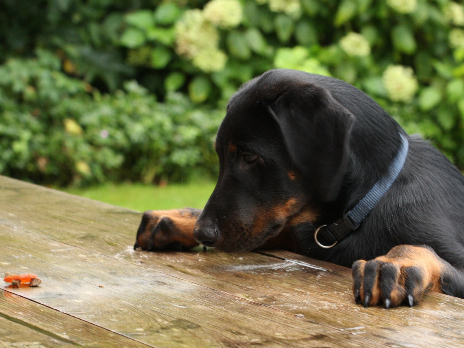 Щенок босерона что-то нашёл на столе