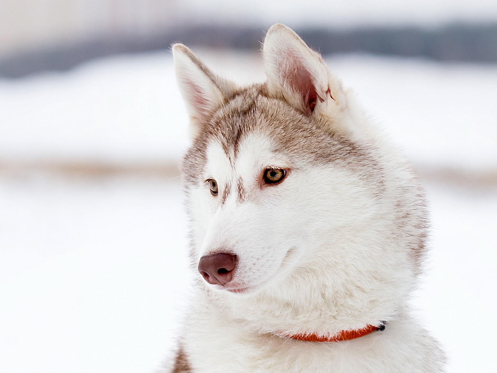 Красивый аляскинский маламут светлого окраса