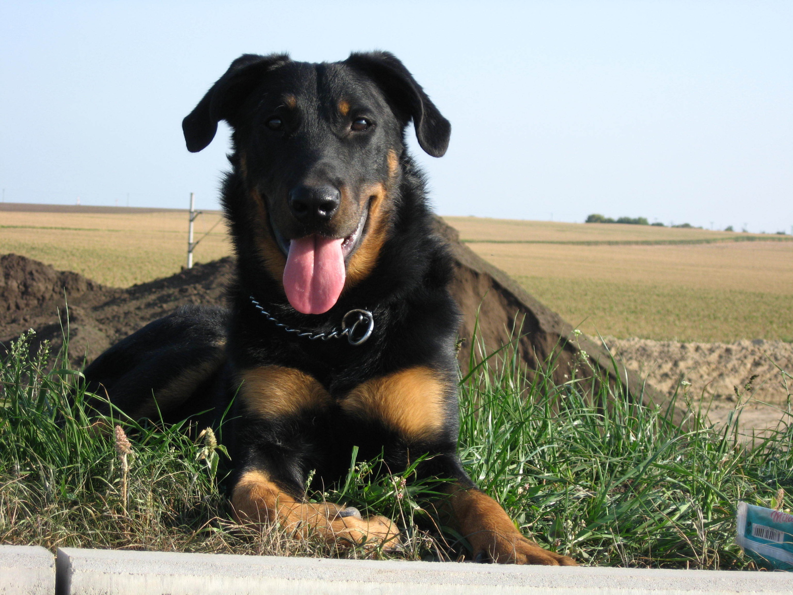 Красивый босерон лежит на фоне поля