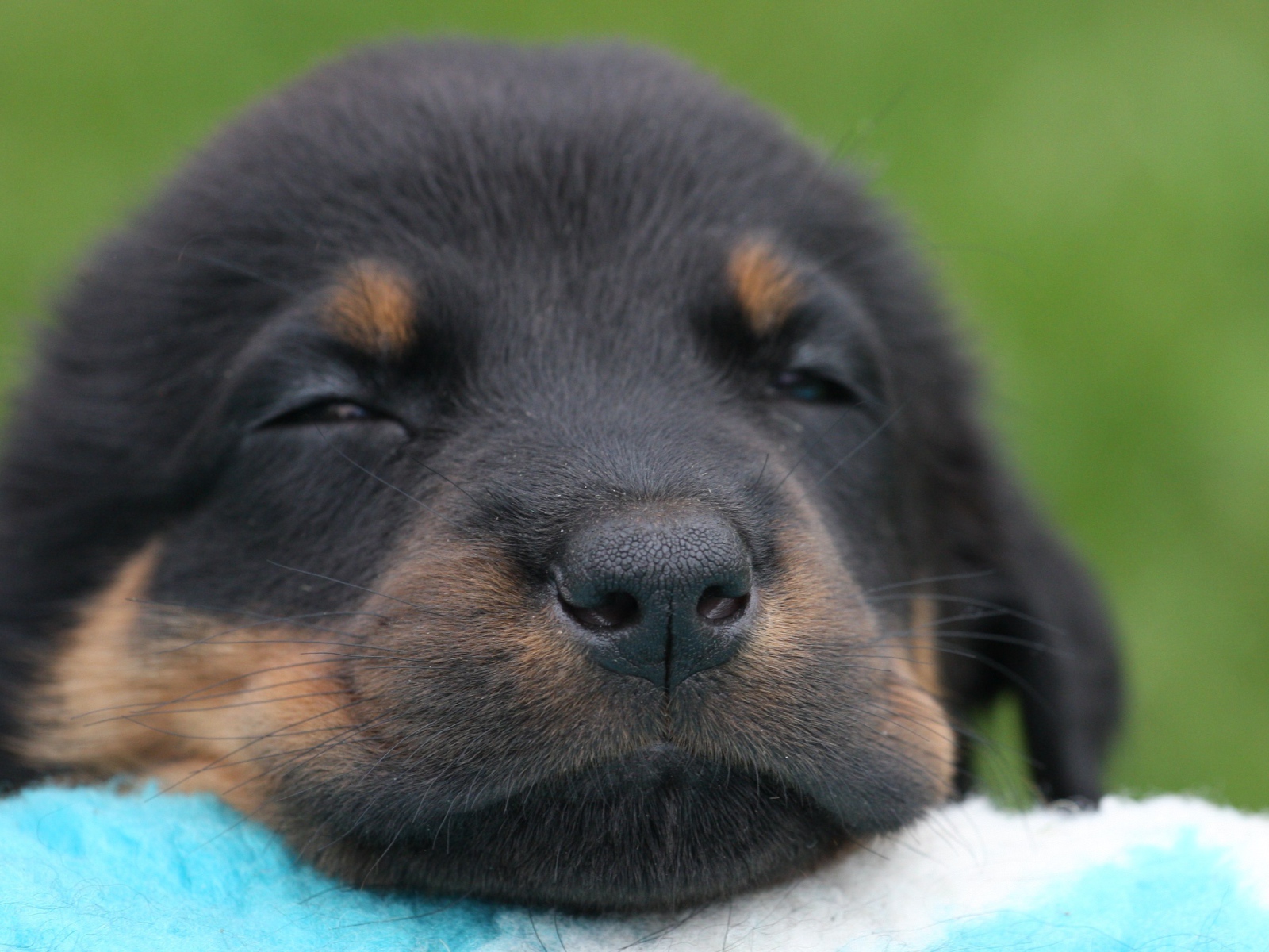 Красивый щенок босерона засыпает