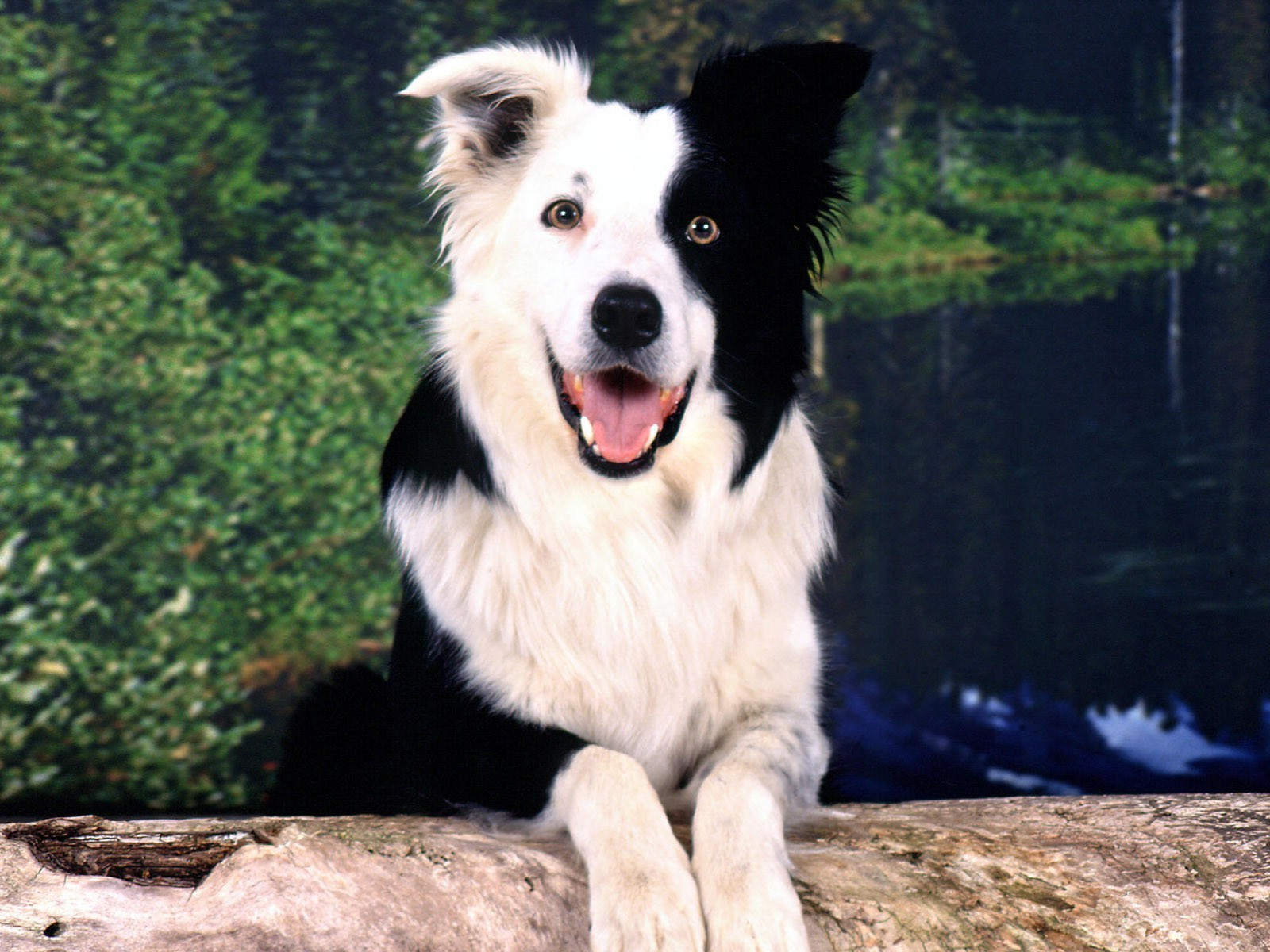 Красивая бордер-колли позирует