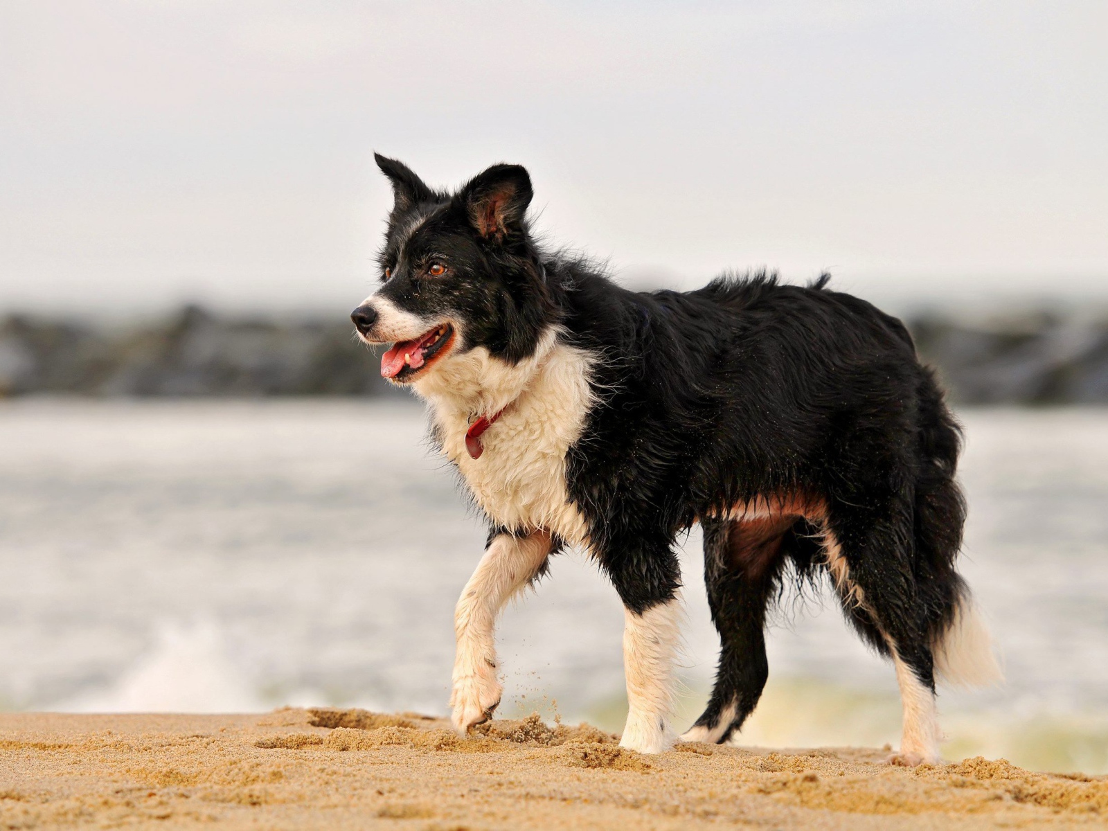 Красивая бордер-колли испачкалась в песке