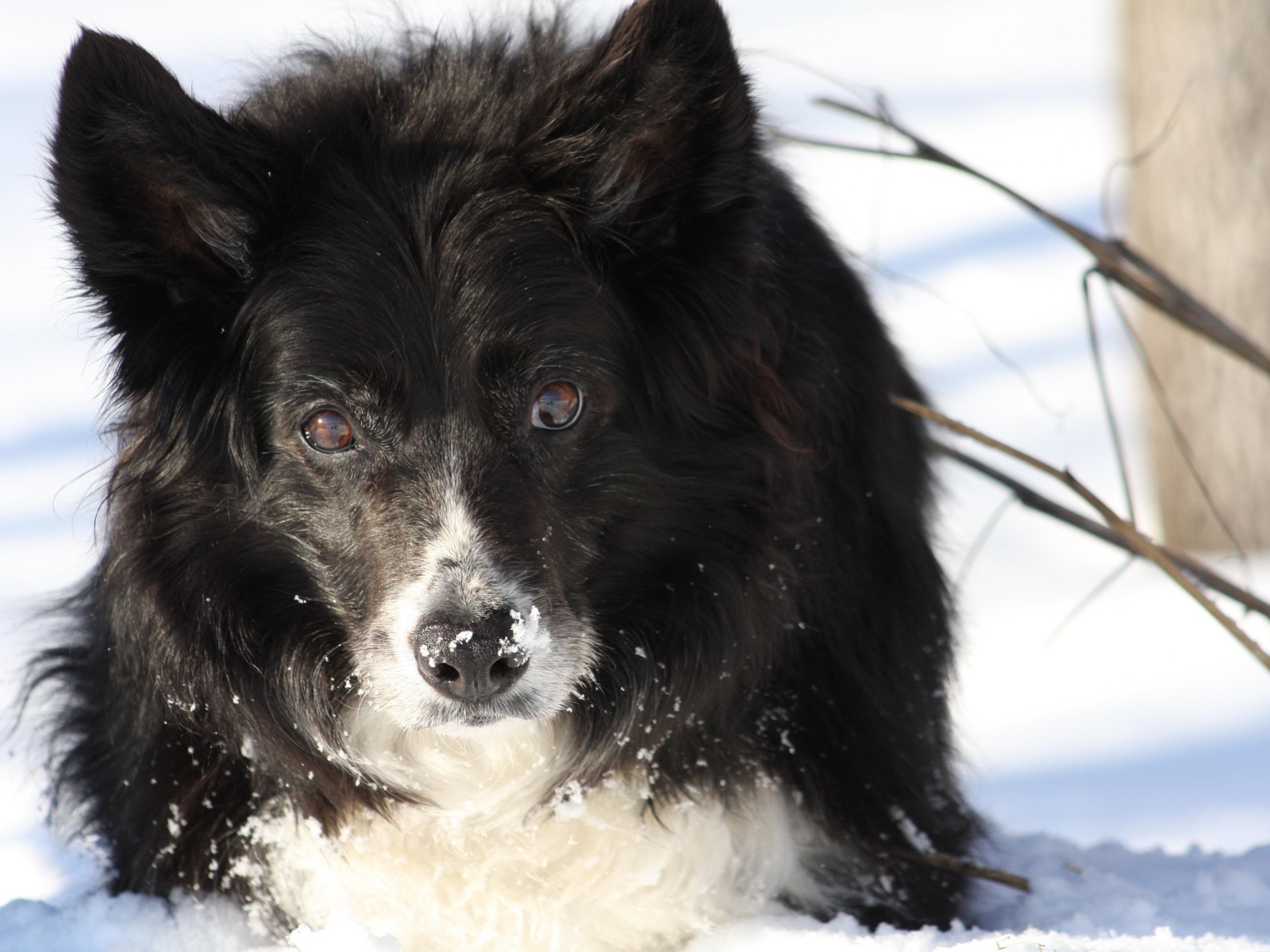 Красивая бордер-колли стоит в сугробе