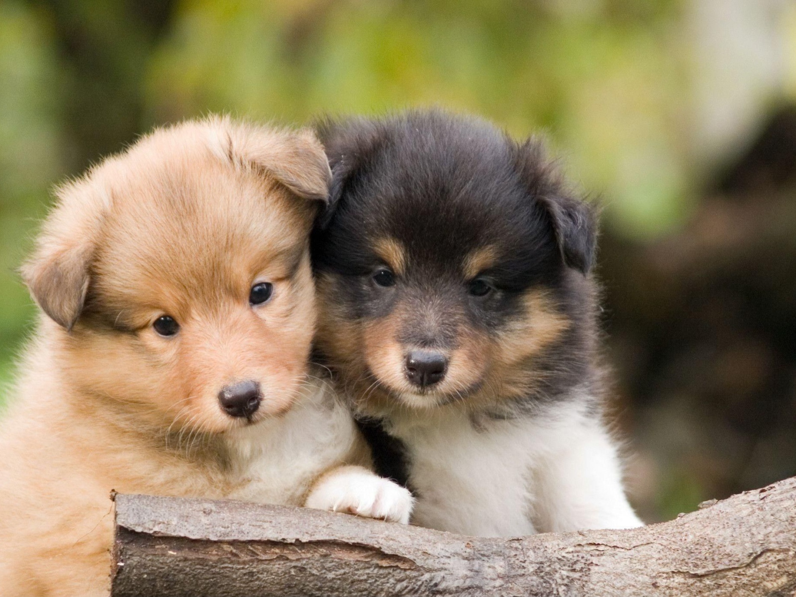 Beautiful Sheltie breed puppies