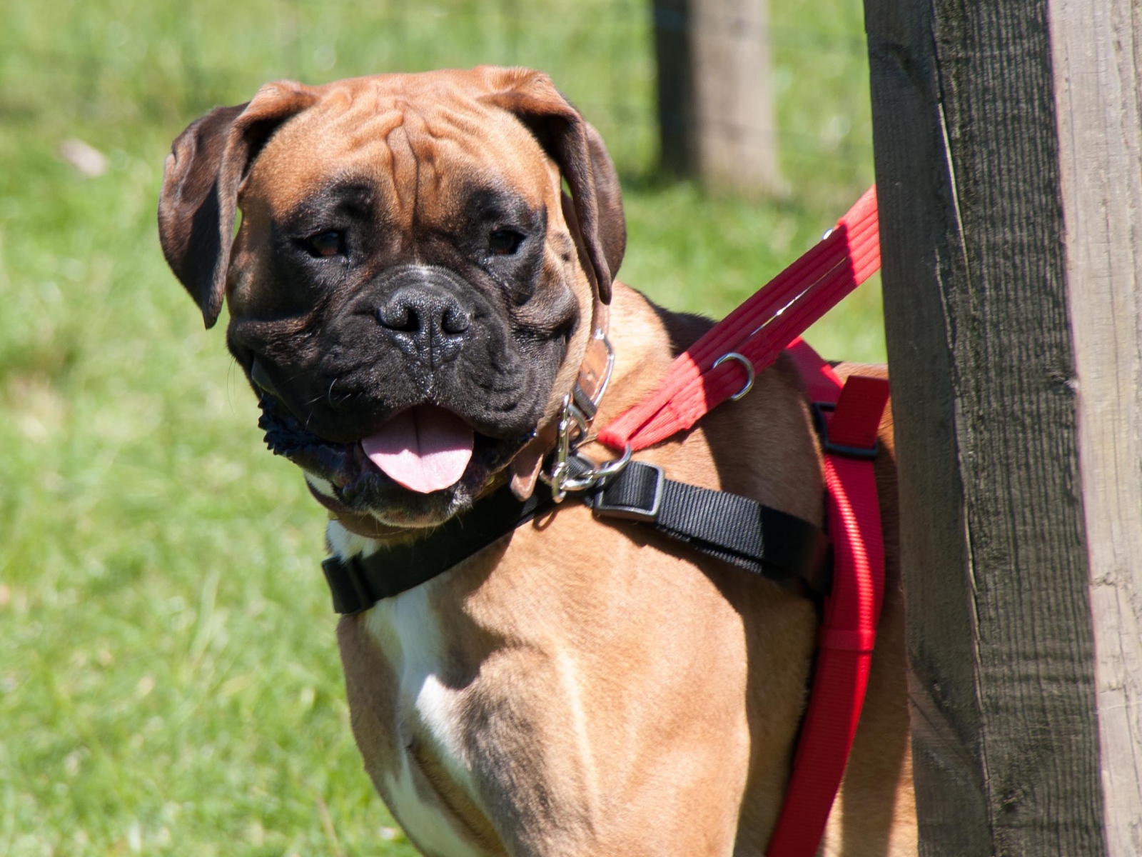 Красивый боксёр на поводке