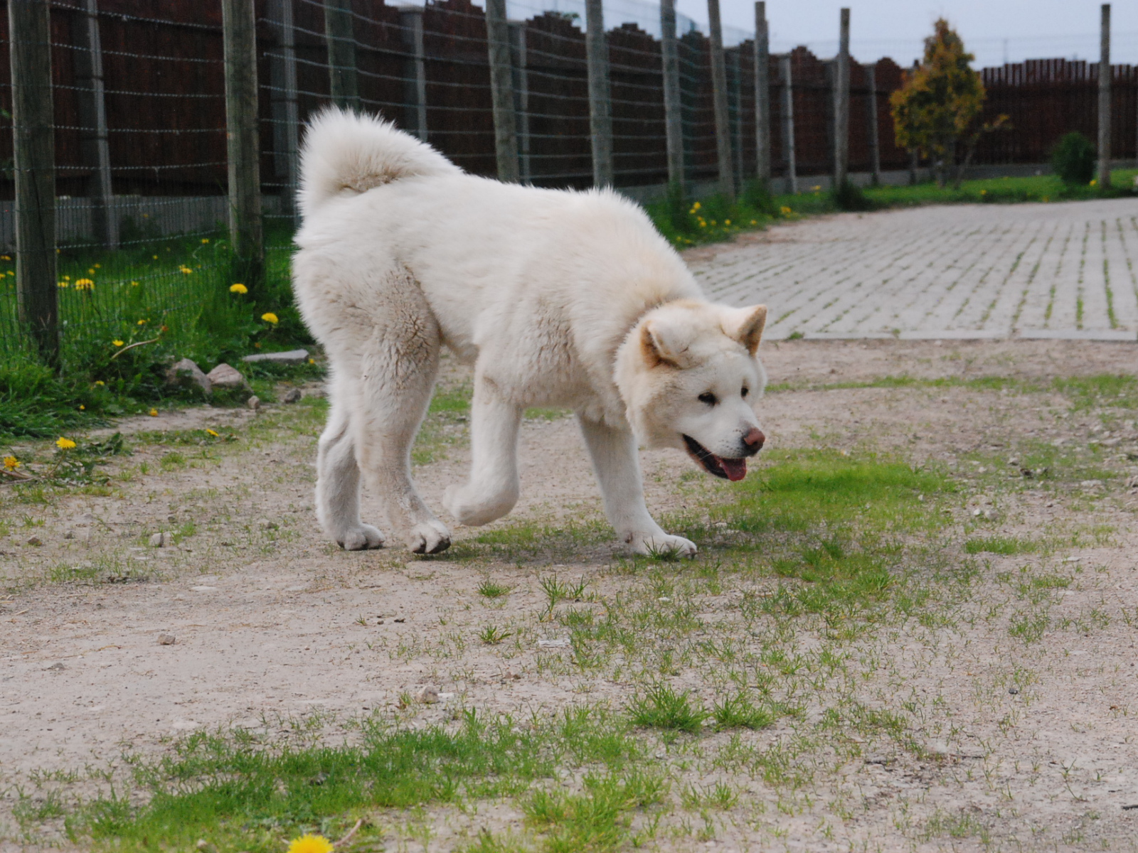 Белая красивая акита-ину