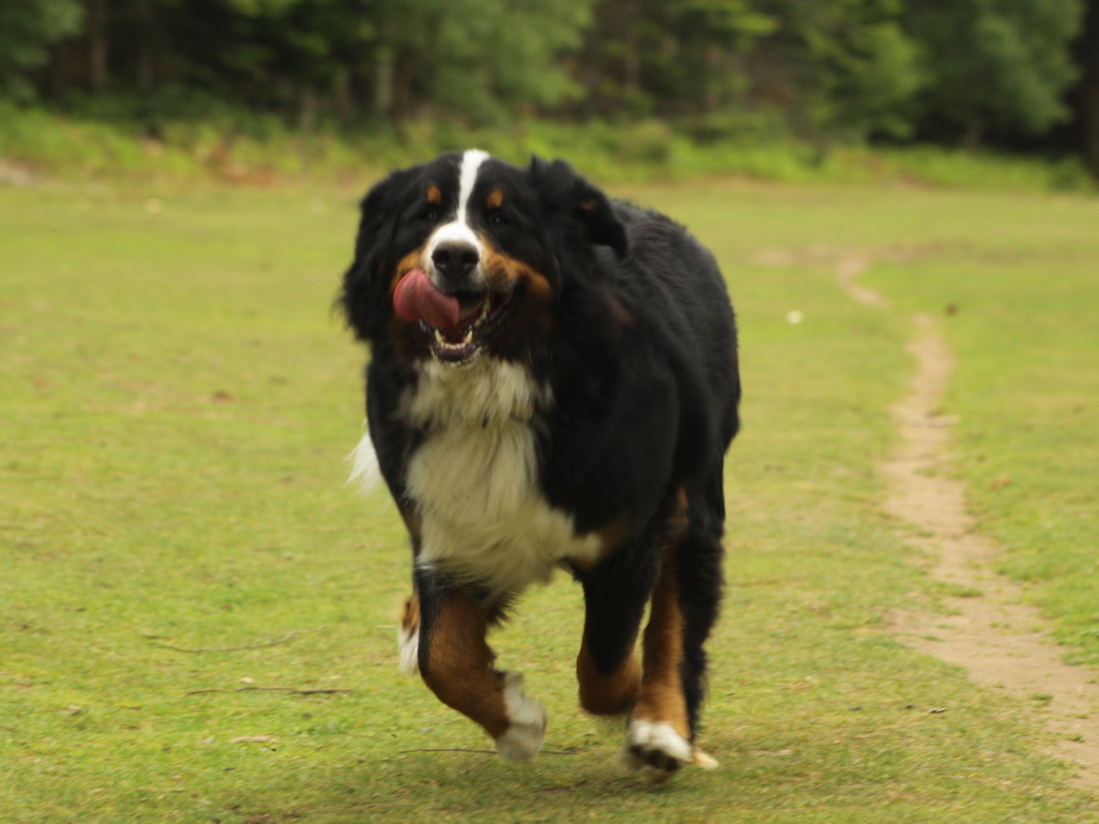 Бернская пастушья собака спешит к хозяину