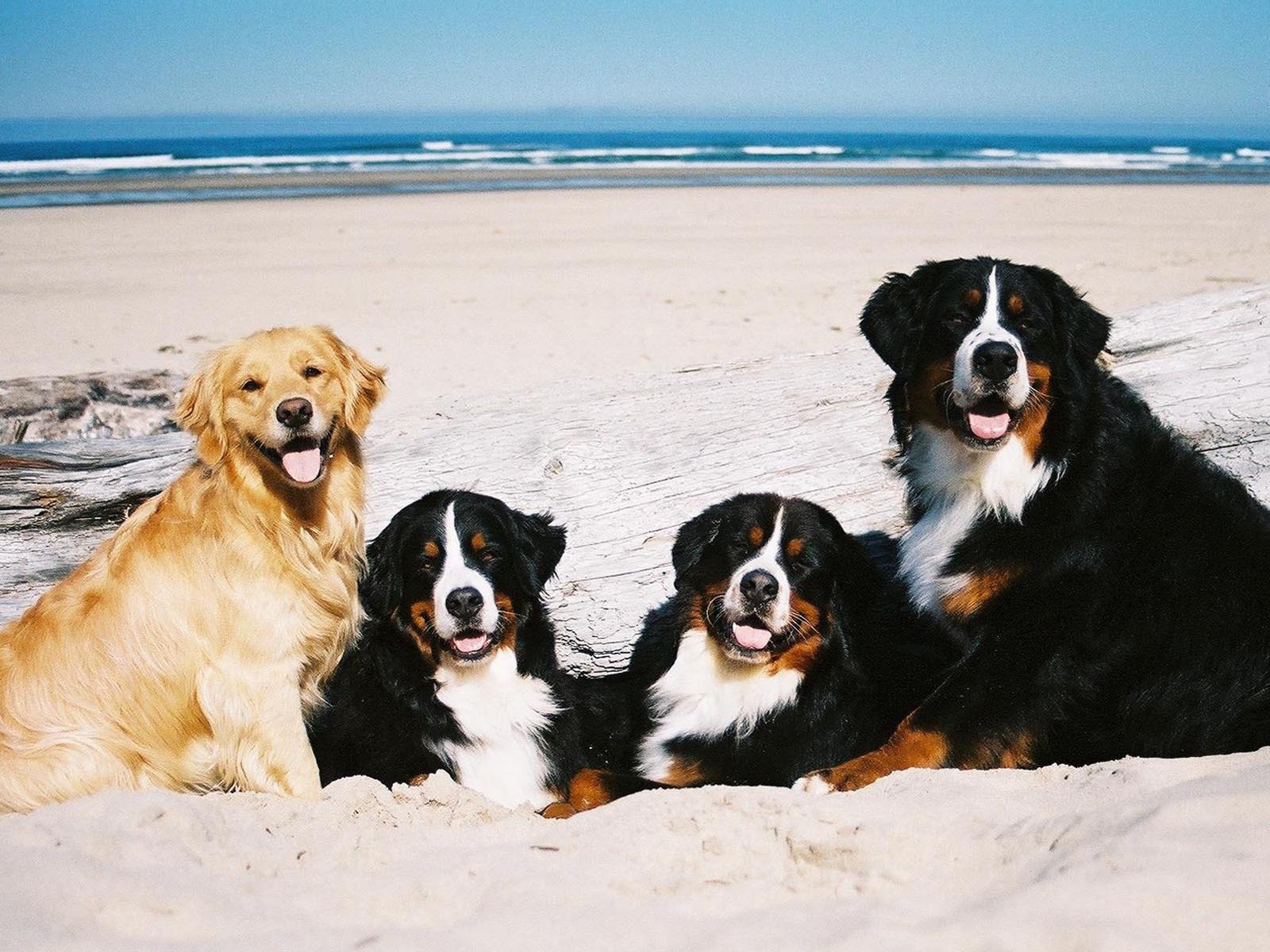 Бернские пастушьи собаки возле моря