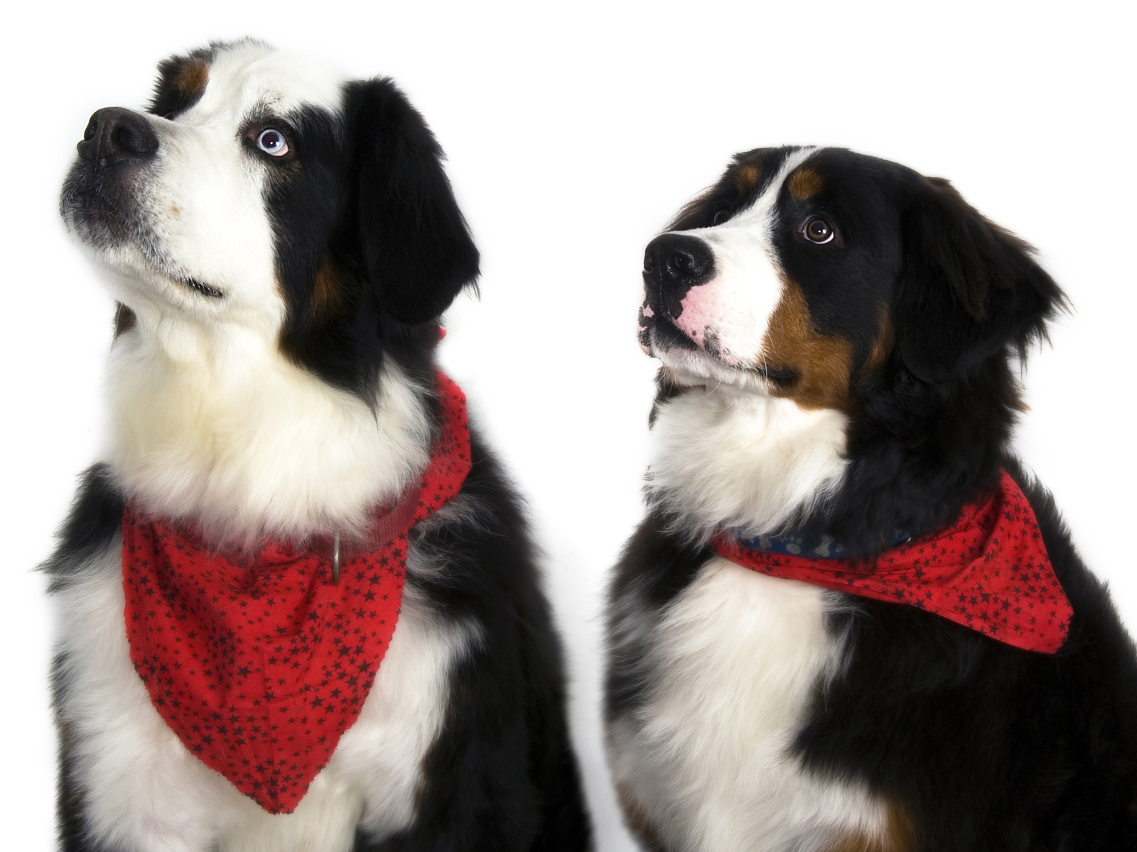 Бернские пастушьи собаки на белом фоне