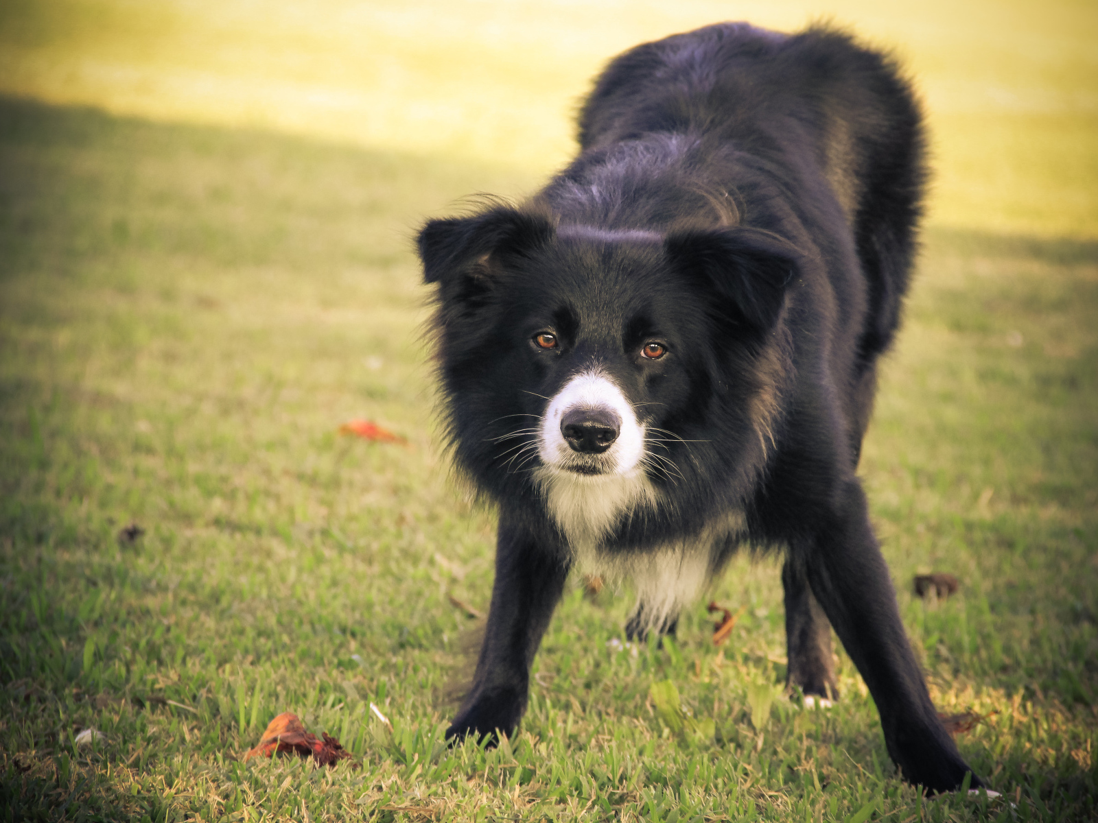 Бордер-колли что-то увидела