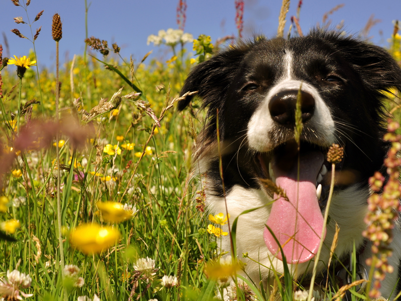Бордер-колли с длинным языком сидит в цветах